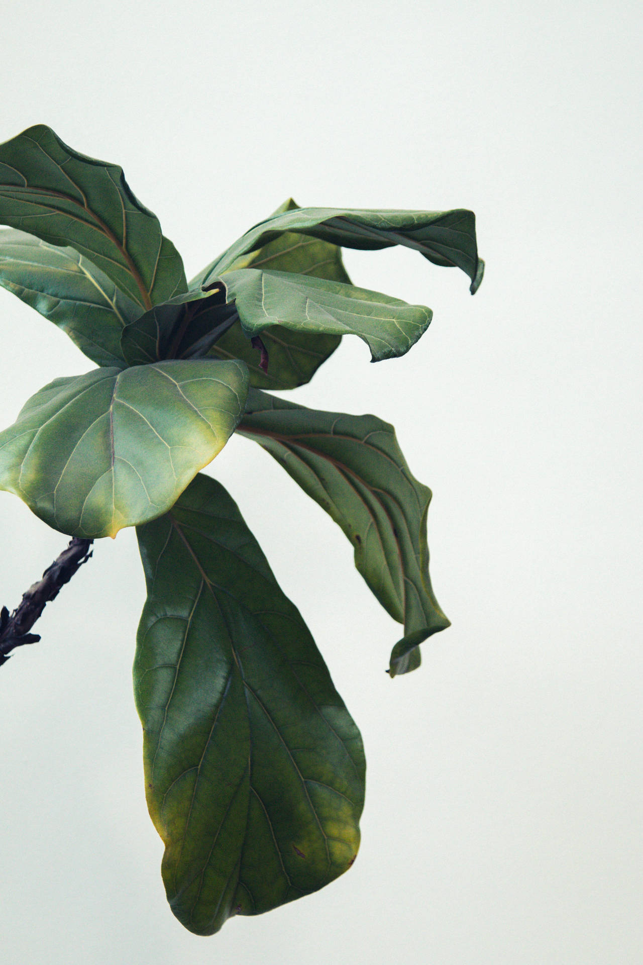 琴葉榕植物，大綠葉襯托在白色背景上。 — 絕命異次元 GIF 壁紙
