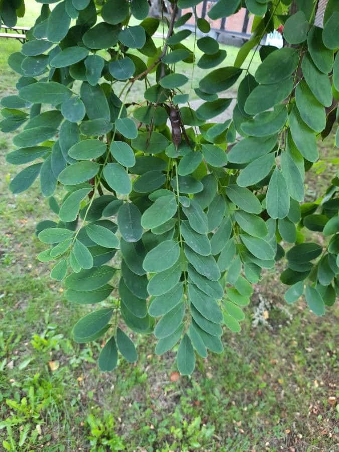 Black Locust 桌布 壁紙 — 特寫鏡頭：茂密的綠色複葉從樹枝上垂下，背景是模糊的草地。