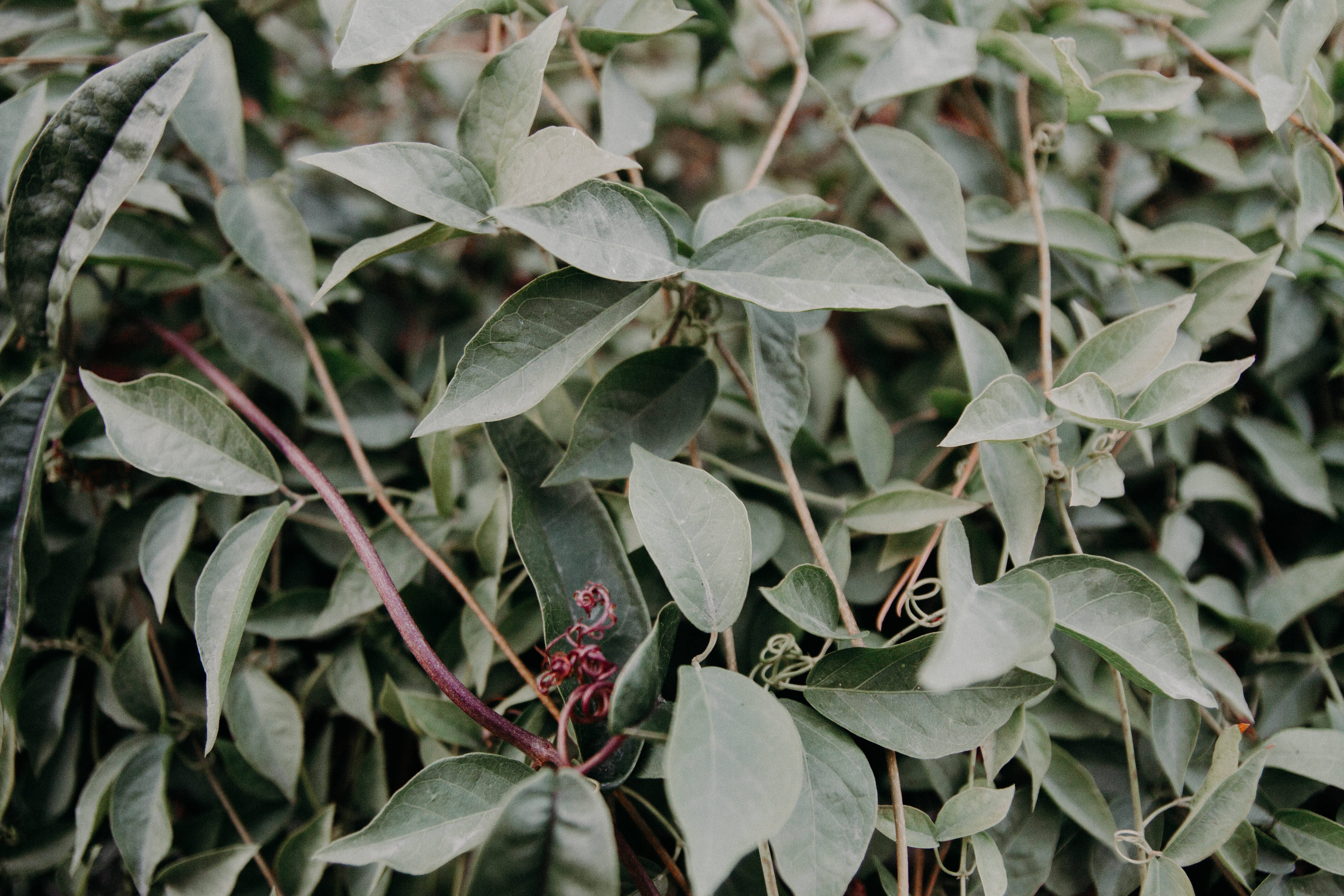 拉斯維加斯 桌布 壁紙 — 特寫鏡頭：茂密的綠葉中，一條扭曲的藤蔓上長出一顆深紅色的花蕾。