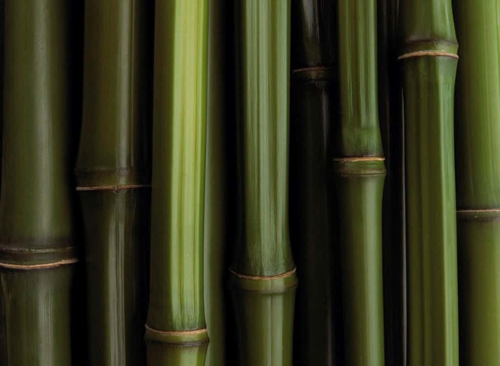 Bamboo 桌布 壁紙 — 特寫鏡頭：茂密翠綠的竹莖，表面光滑有棱紋，自然竹節，柔和光線。