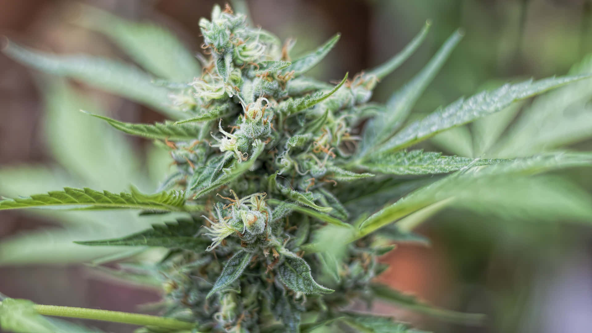  壁紙 — 特寫鏡頭：茂盛的綠色大麻花蕾，帶有複雜的毛狀體和鋸齒狀葉子，背景為模糊的自然環境。