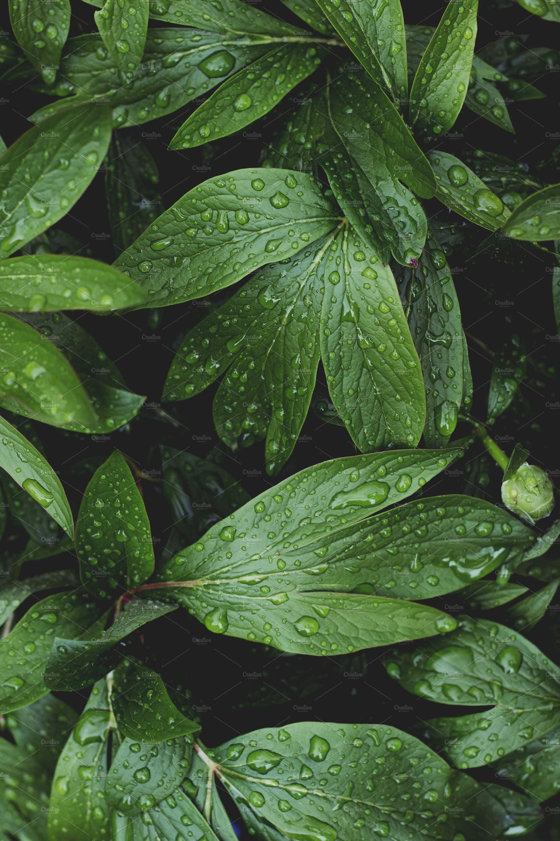 Plant Aesthetic 桌布 壁紙 — 特寫鏡頭：茂盛的綠色牡丹葉在深色背景下閃爍著雨滴。