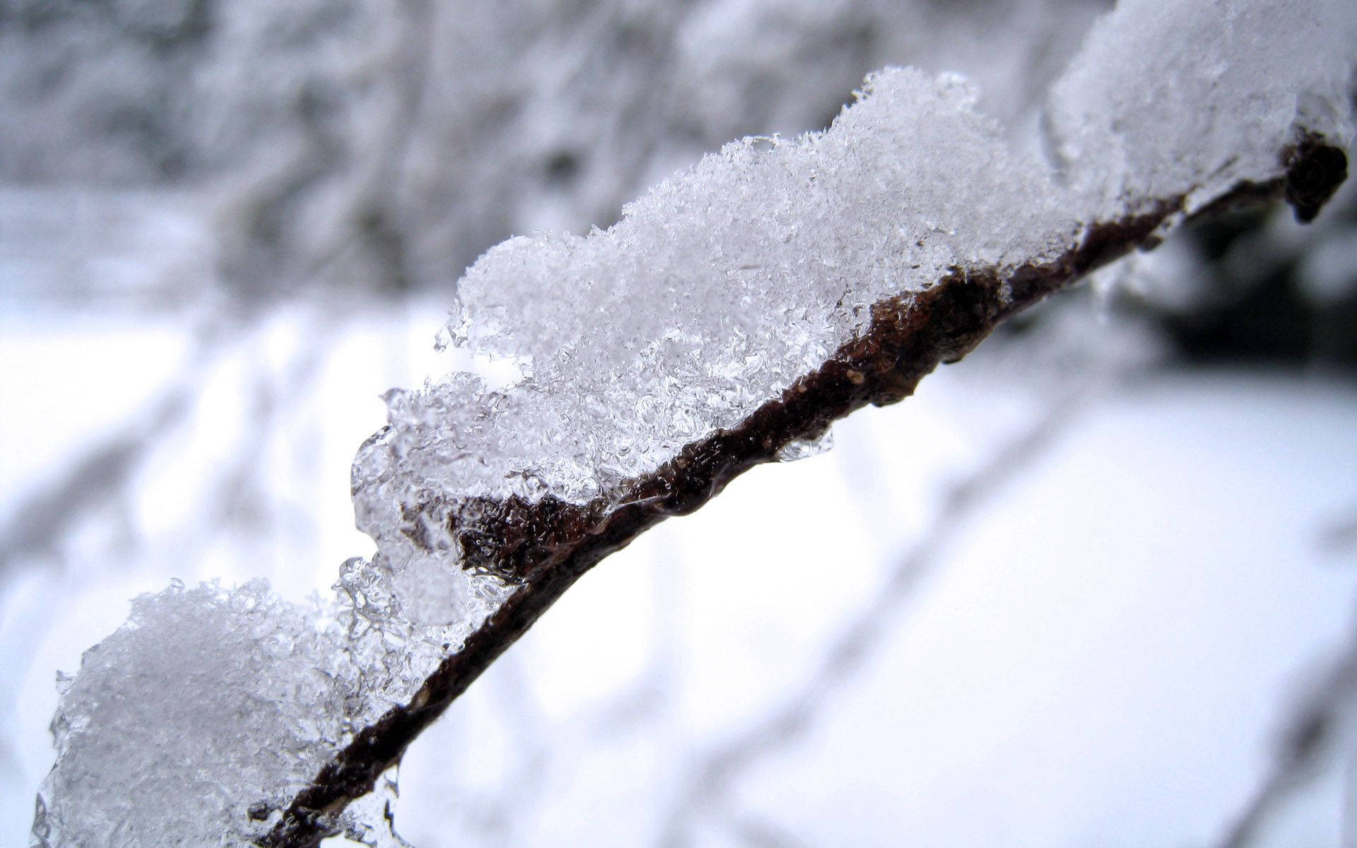 白雪公主 桌布 壁紙 — 特寫鏡頭：被霜覆蓋的樹枝，在雪白的冬日背景下閃爍著精緻的冰晶。