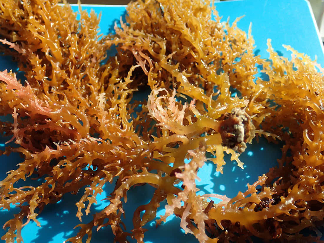 Sea Weed 桌布 壁紙 — 特寫鏡頭：複雜的金棕色海藻，帶有精緻的葉狀體，放置在鮮豔的藍色表面上。