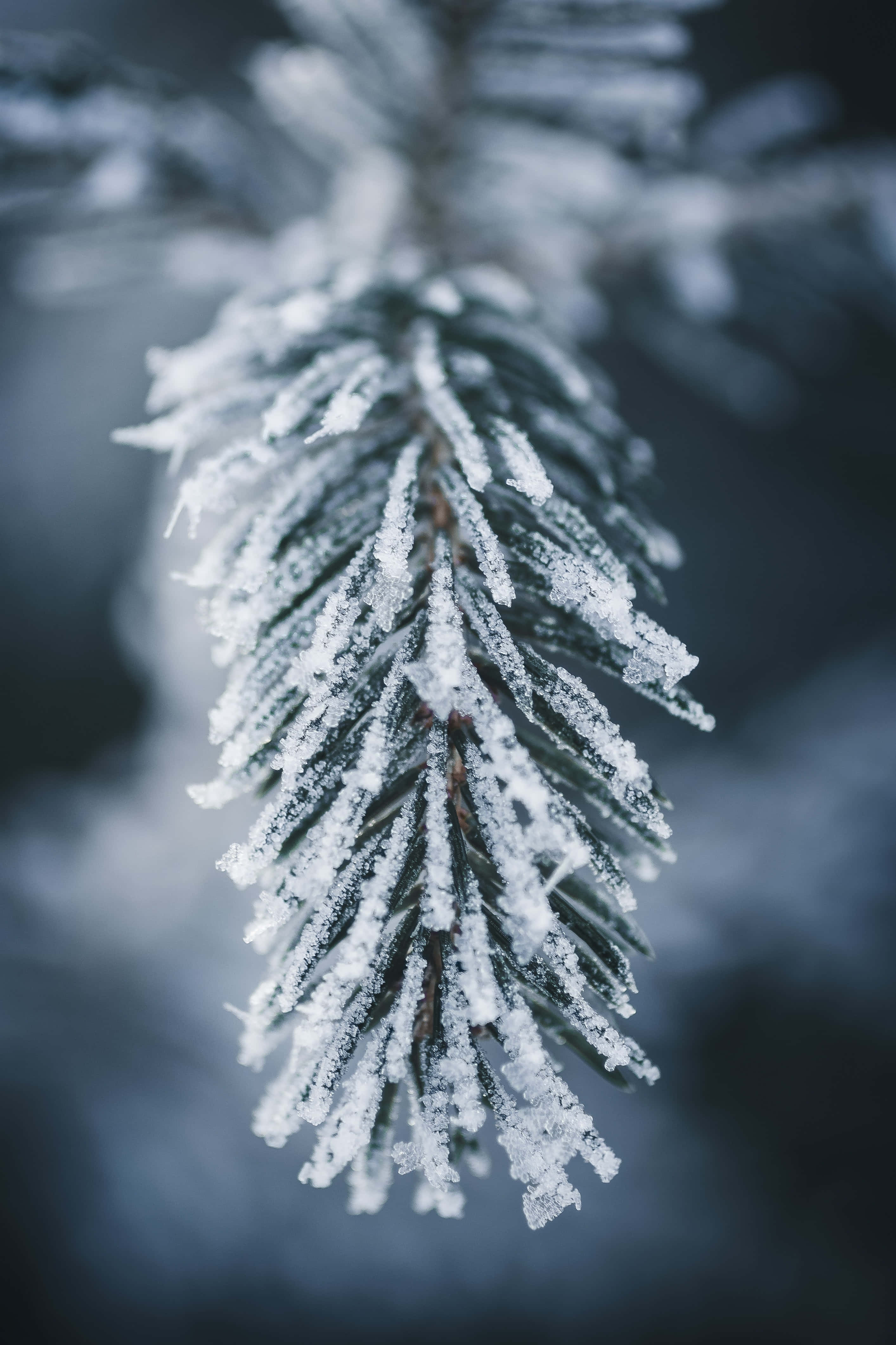 Leaves 桌布 壁紙 — 特寫鏡頭：覆蓋霜雪的松樹枝，閃爍著精緻的冰晶，背景是柔和模糊的冬日景色。