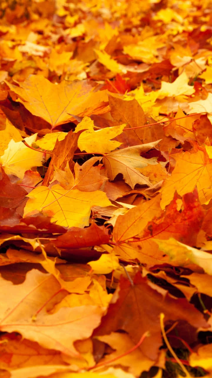 First Day Of Fall 桌布 壁紙 — 特寫鏡頭，金黃色和橙色的楓葉在清爽的秋日陽光下覆蓋地面。