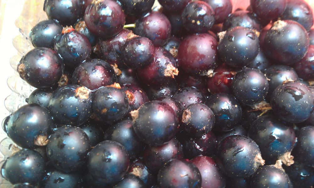 Black Currant 桌布 壁紙 — 特寫鏡頭：閃亮深紫色鵝莓堆疊在透明玻璃碗中，可見莖部及帶露水的表面。