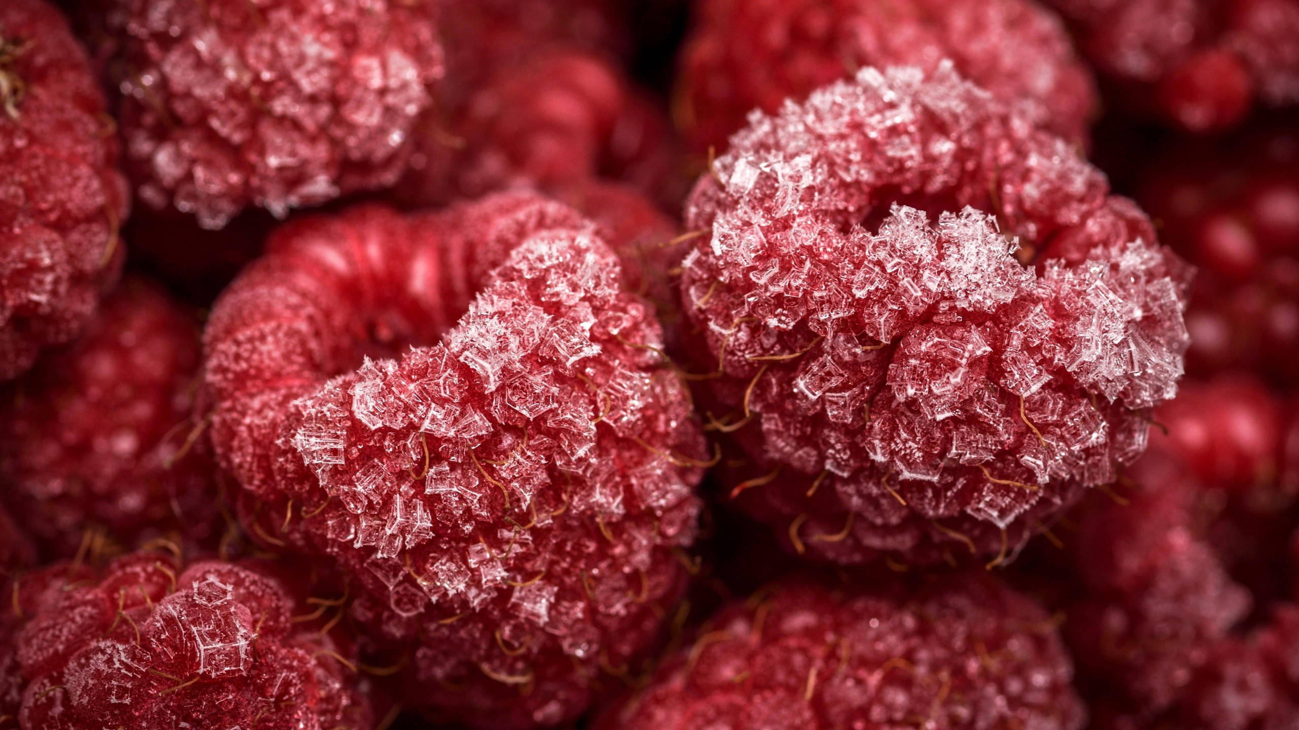 Berry 桌布 壁紙 — 特寫鏡頭：閃亮紅覆盆子裹上結晶糖，配以柔和散景背景。