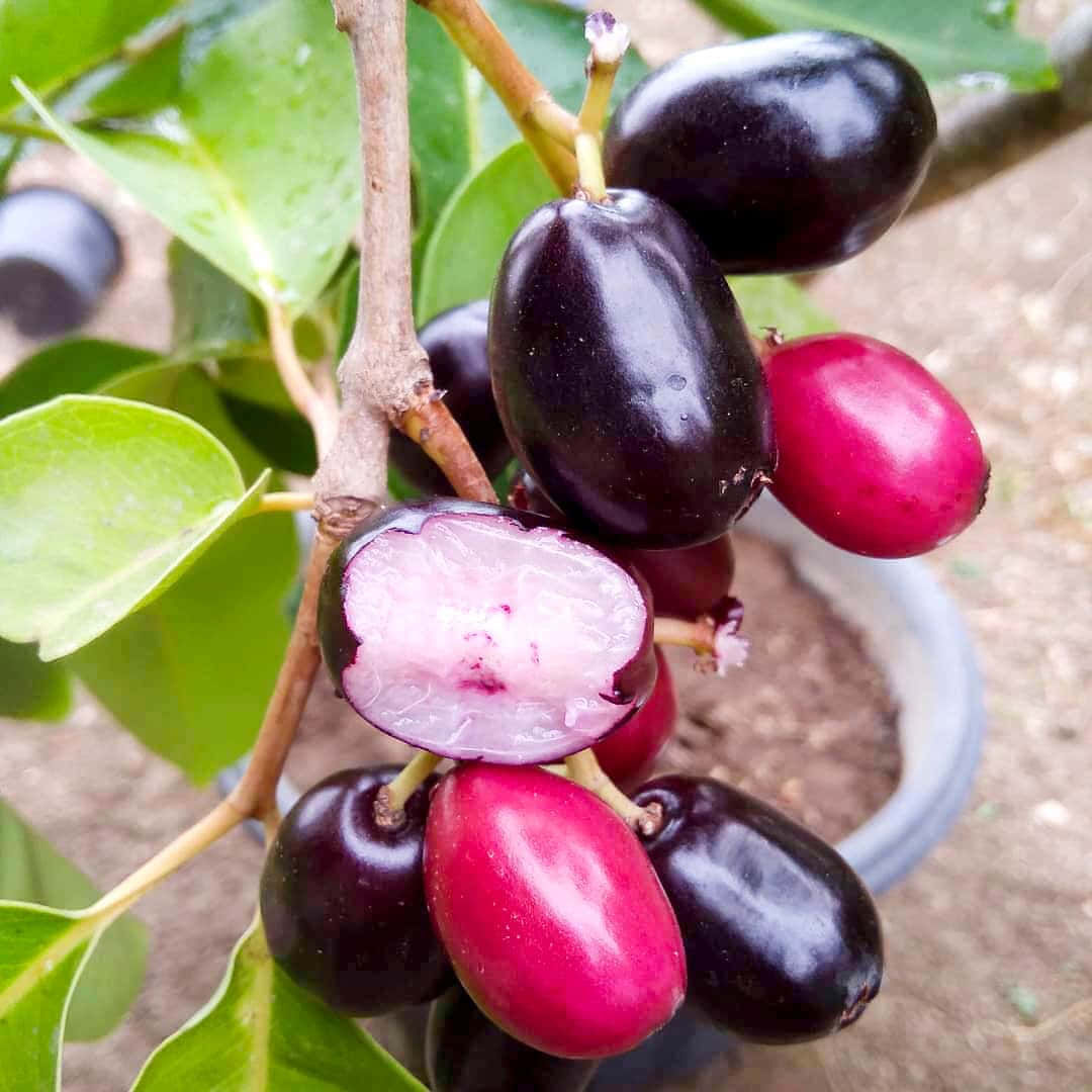 Fruit 桌布 壁紙 — 特寫鏡頭：閃亮紫色和粉紅色 jabuticaba 果實生長在帶有綠葉的樹枝上。