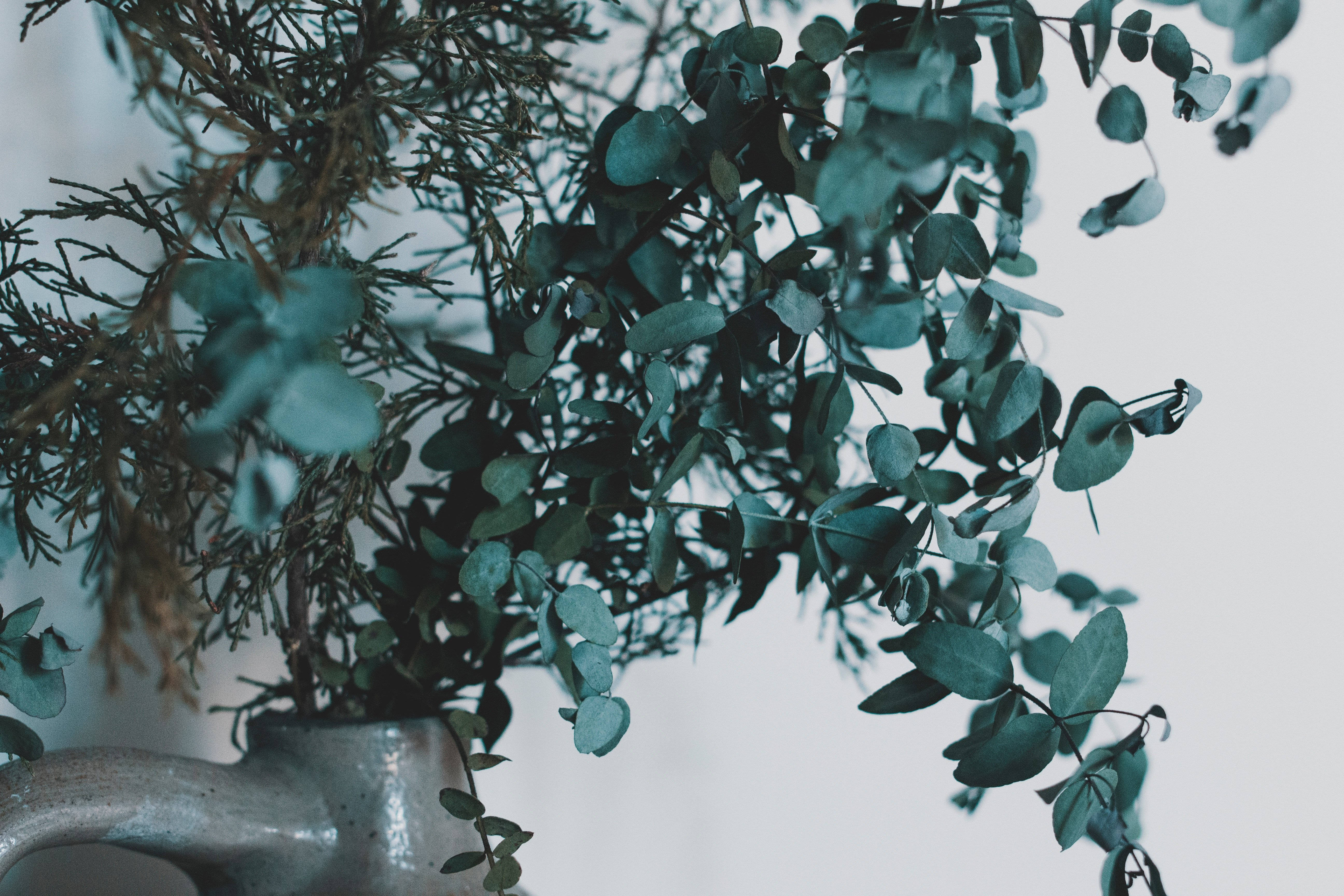 Plant Aesthetic 桌布 壁紙 — 特寫鏡頭：陶瓷花瓶中的茂盛尤加利葉和松枝，襯以柔和白色背景。