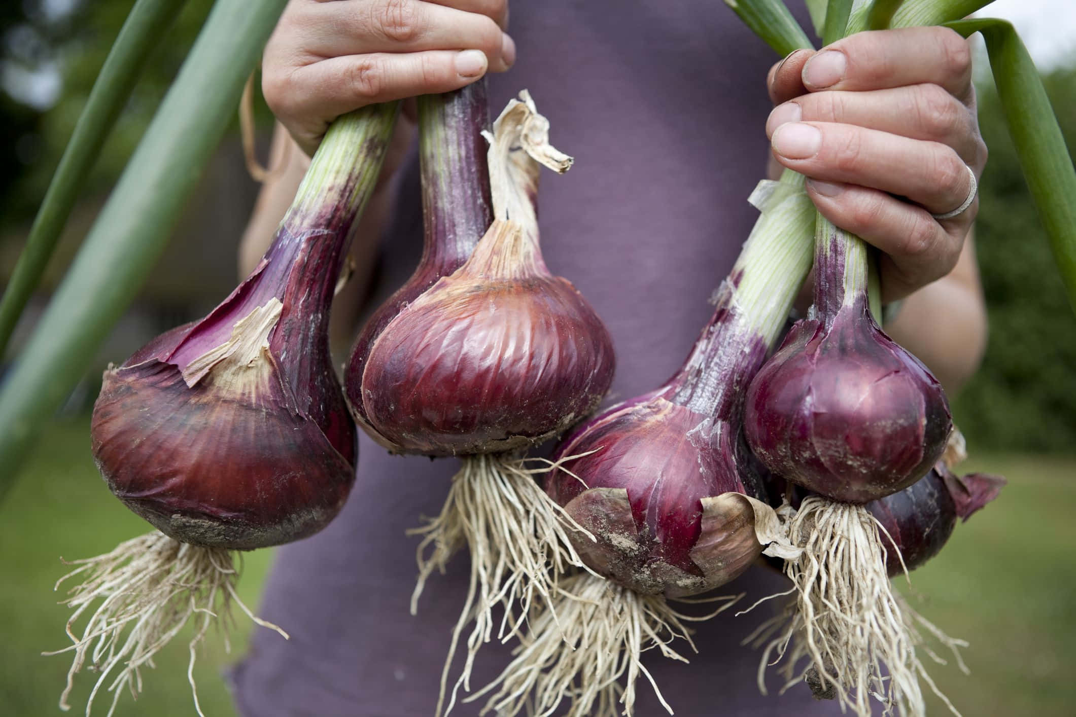 Purple Onions 桌布 壁紙 — 特寫鏡頭，雙手捧著剛收成的紅洋蔥，帶有綠色莖葉和白色根部，背景是模糊的花園。