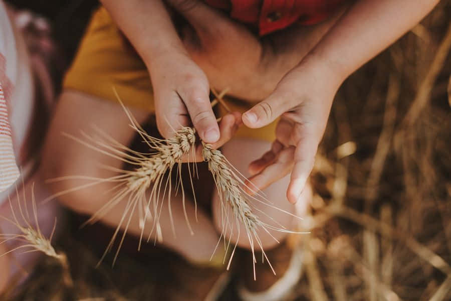 Wheat 桌布 壁紙 — 特寫鏡頭，雙手輕握金色麥稈，背景是模糊的田野。