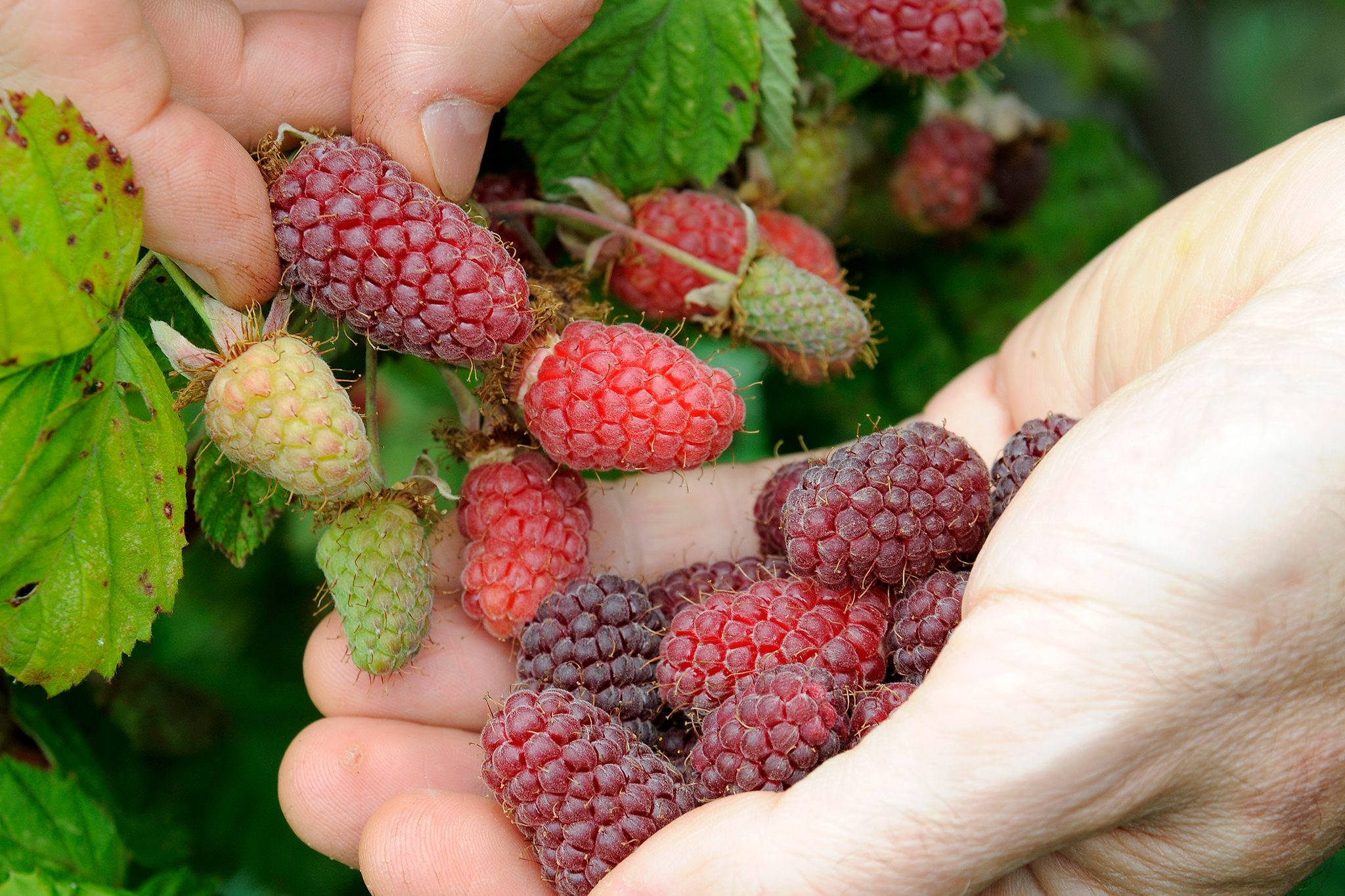 Berry 桌布 壁紙 — 特寫鏡頭，雙手輕柔地捧著飽滿成熟的覆盆子，搭配綠葉，在柔和自然光下拍攝。