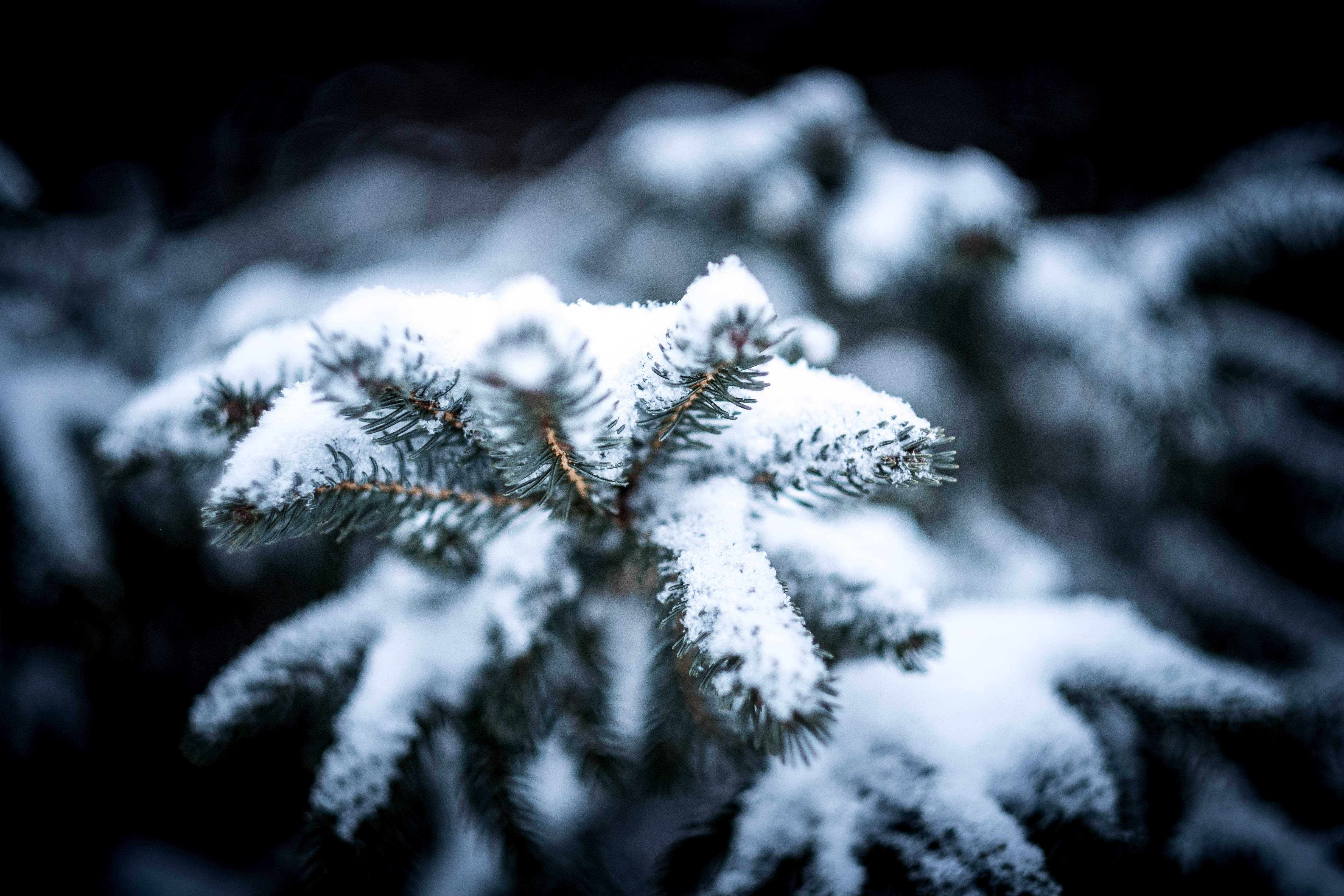 Winter Christmas 桌布 壁紙 — 特寫鏡頭，雪壓常青樹枝在黑暗模糊的冬季背景下柔和發光。