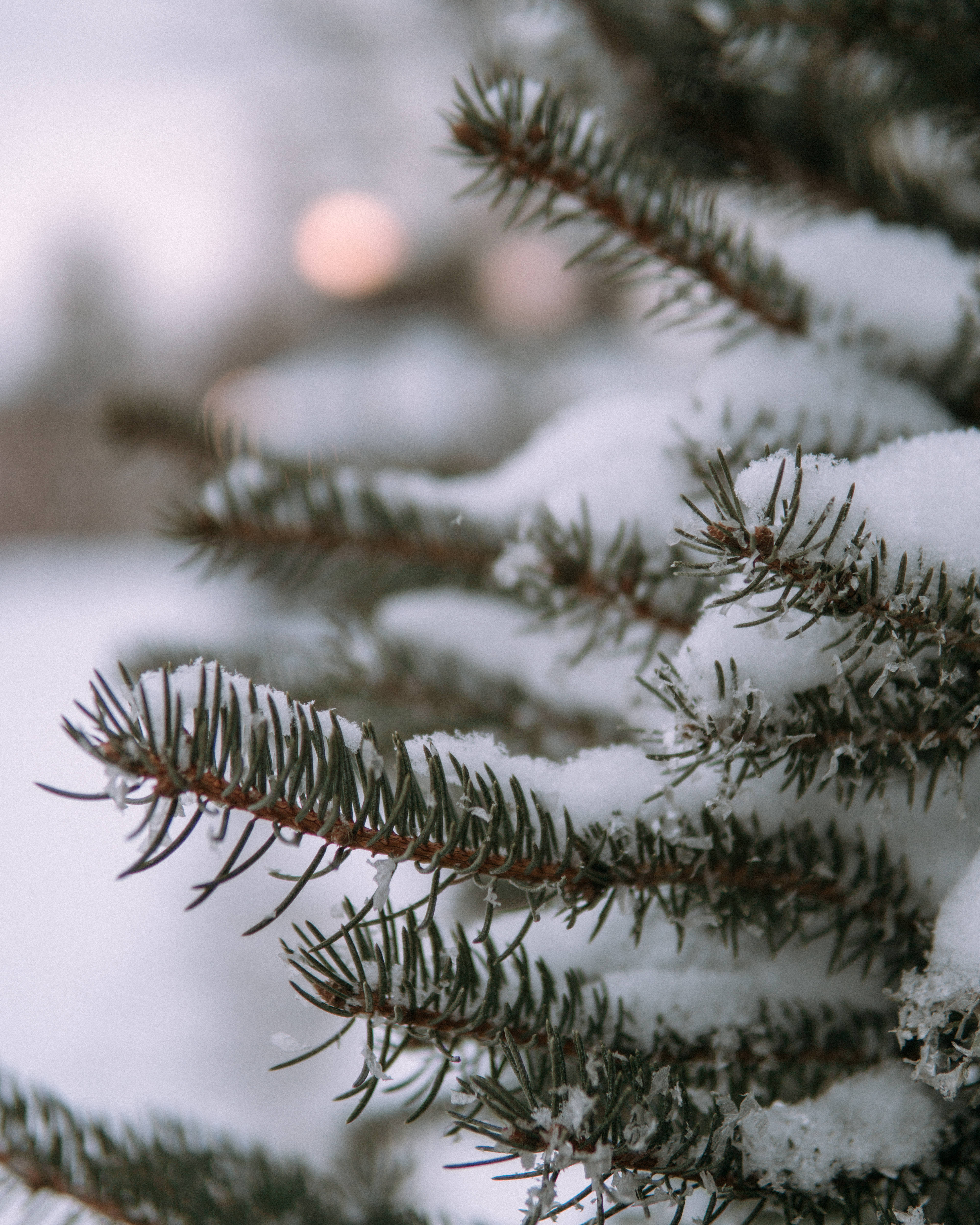 聖誕美學 桌布 壁紙 — 特寫鏡頭：雪花點綴的常綠樹枝，背景有柔和散景燈光。