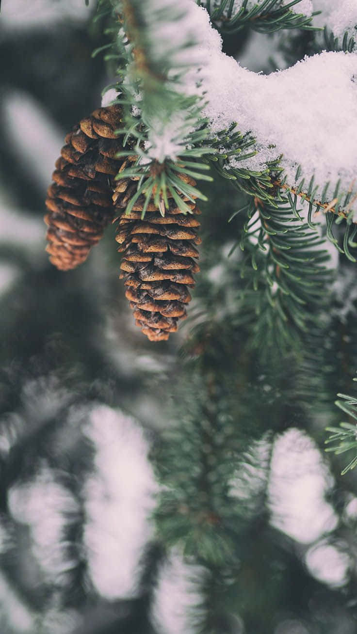 Christmas Winter Wonderland 桌布 壁紙 — 特寫鏡頭：雪花點綴的松果懸掛在常綠樹枝上，背景柔和模糊。