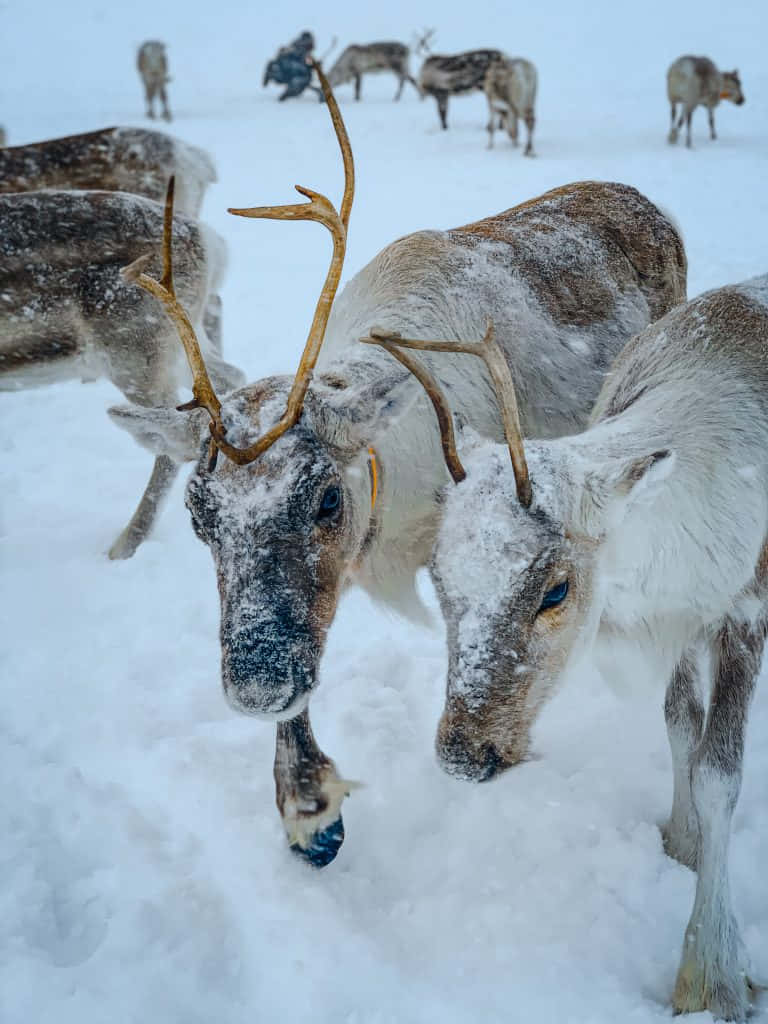 馴鹿 桌布 壁紙 — 特寫鏡頭，雪花點綴的馴鹿帶著鹿角，在明亮的冬季田野中覓食，背景有其他馴鹿。
