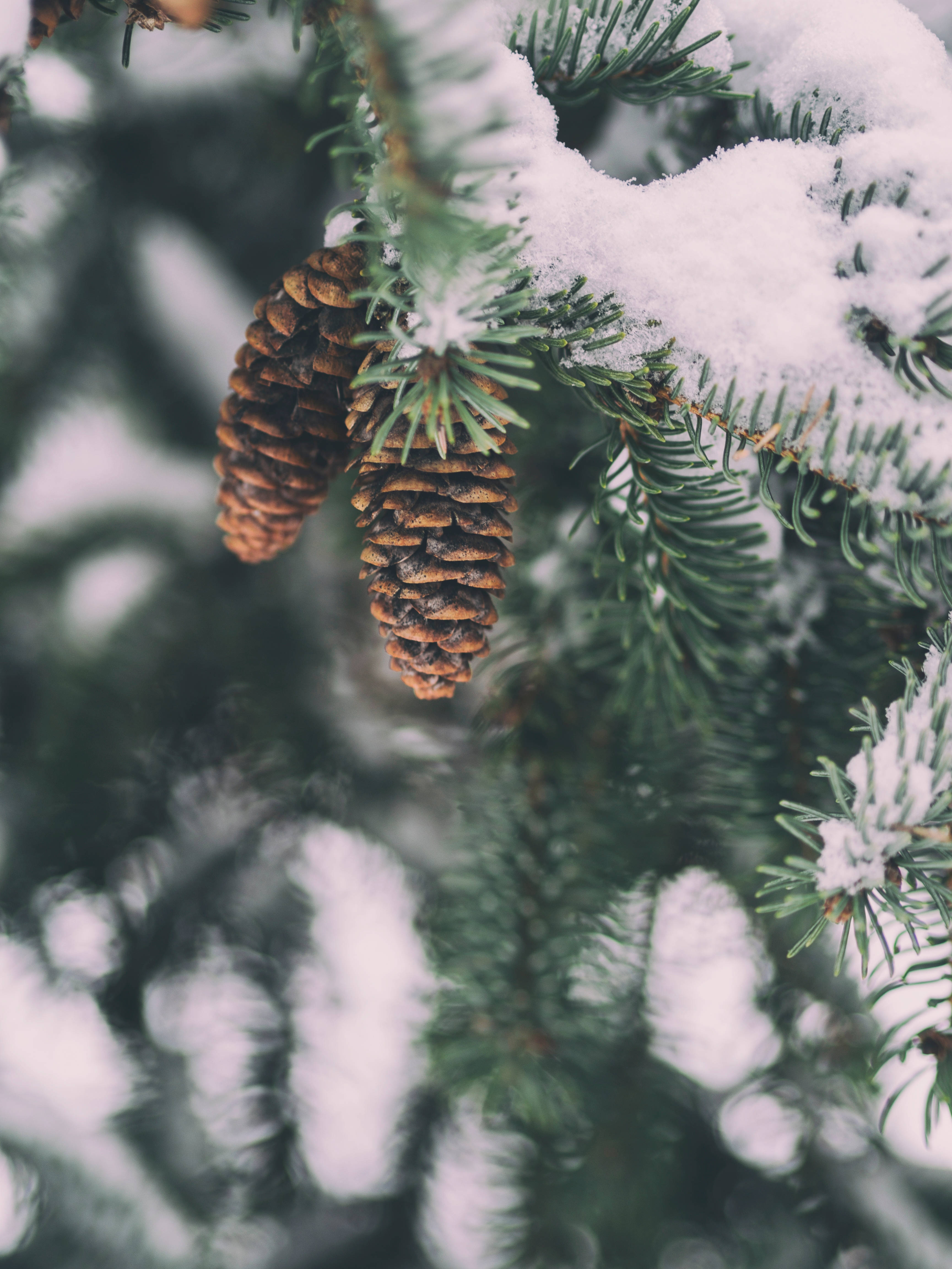 冬天 桌布 壁紙 — 特寫鏡頭：雪覆蓋的松樹枝條上掛著兩個棕色松果，背景是柔和模糊的冬季森林。