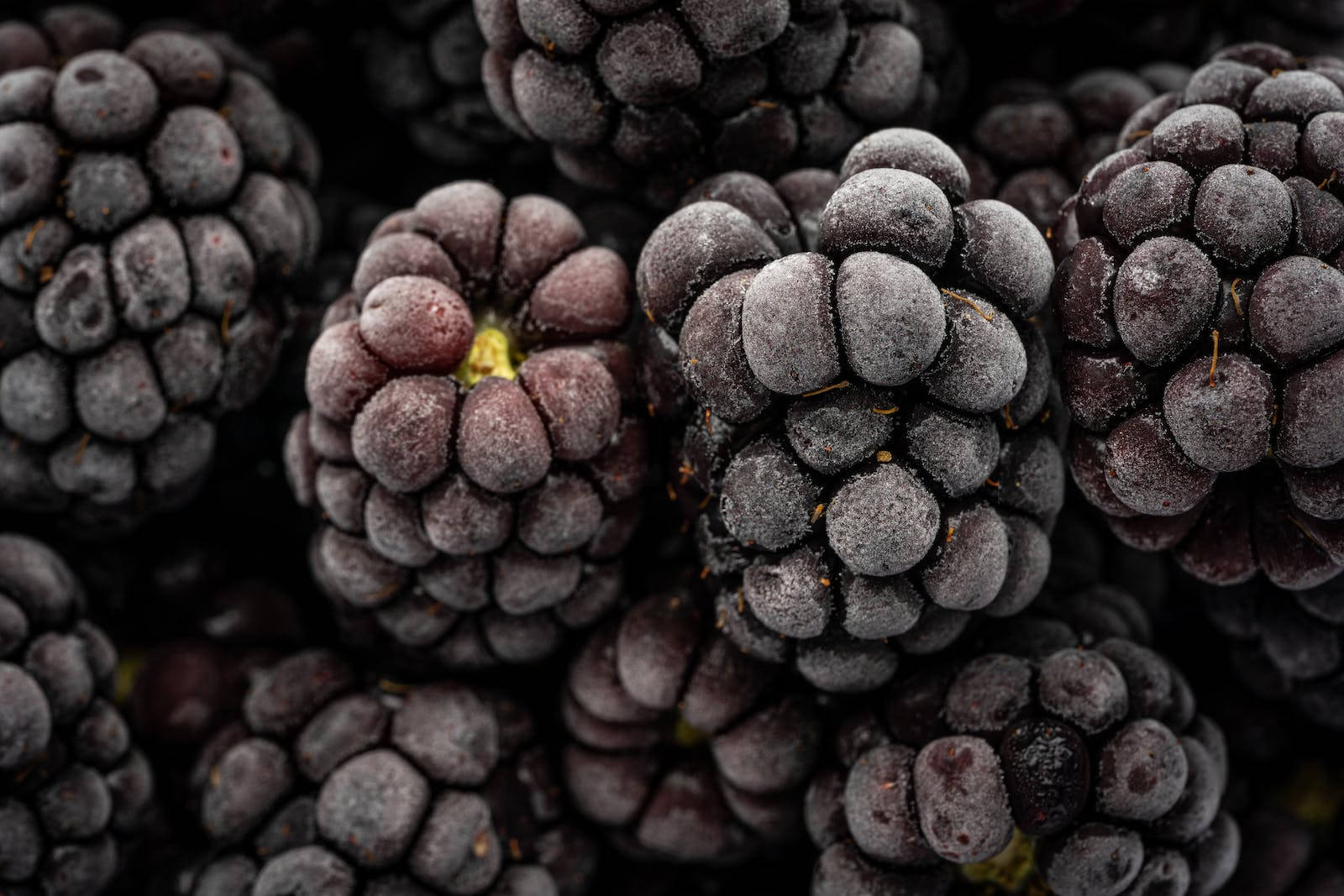 Fruit 桌布 壁紙 — 特寫鏡頭：霜覆蓋的黑莓，帶有露水質感，深紫色調，背景為深色。