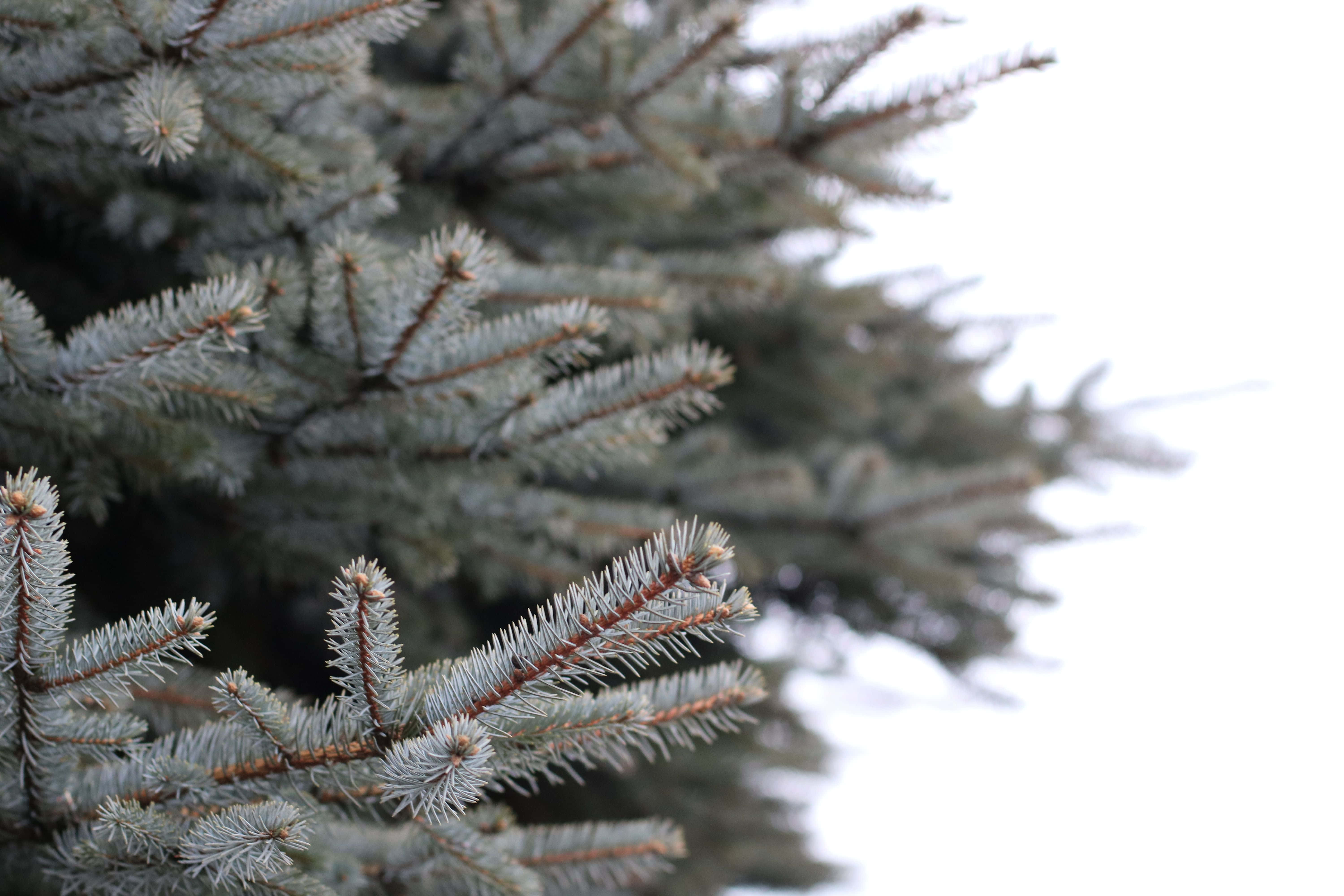 Nature Blur 桌布 壁紙 — 特寫鏡頭：霜雪覆蓋的常綠樹枝，背景是明亮的白色雪景。