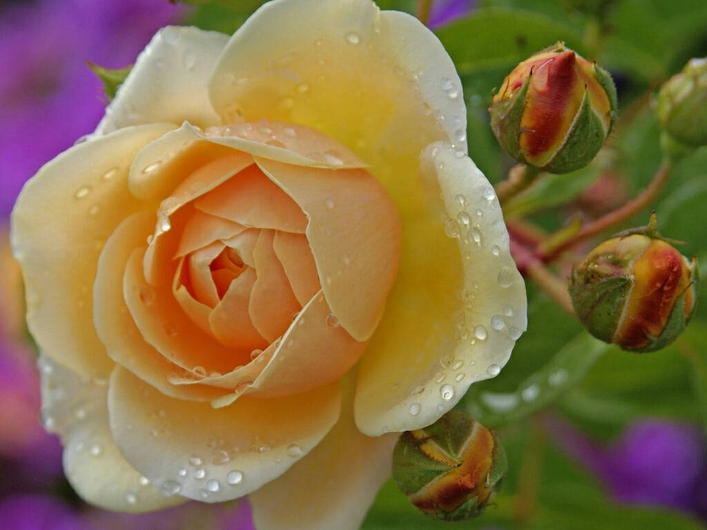 Roses 桌布 壁紙 — 特寫鏡頭：露珠輕吻的蜜桃玫瑰，襯托鮮綠色花蕾，背景是模糊的紫色花卉。