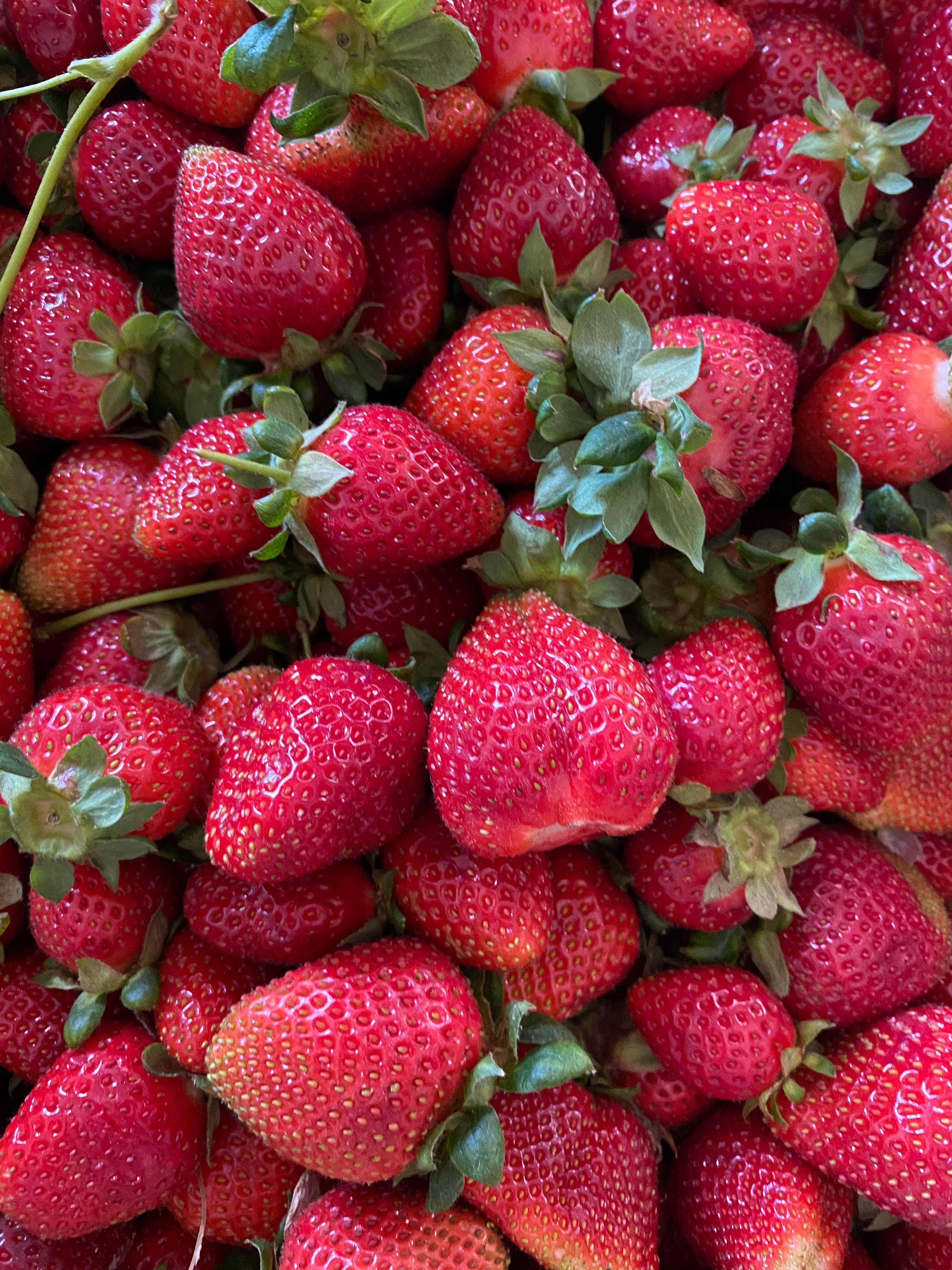 Fruits 桌布 壁紙 — 特寫鏡頭：飽滿成熟的草莓，帶有綠色頂部，在明亮光線下閃閃發光。