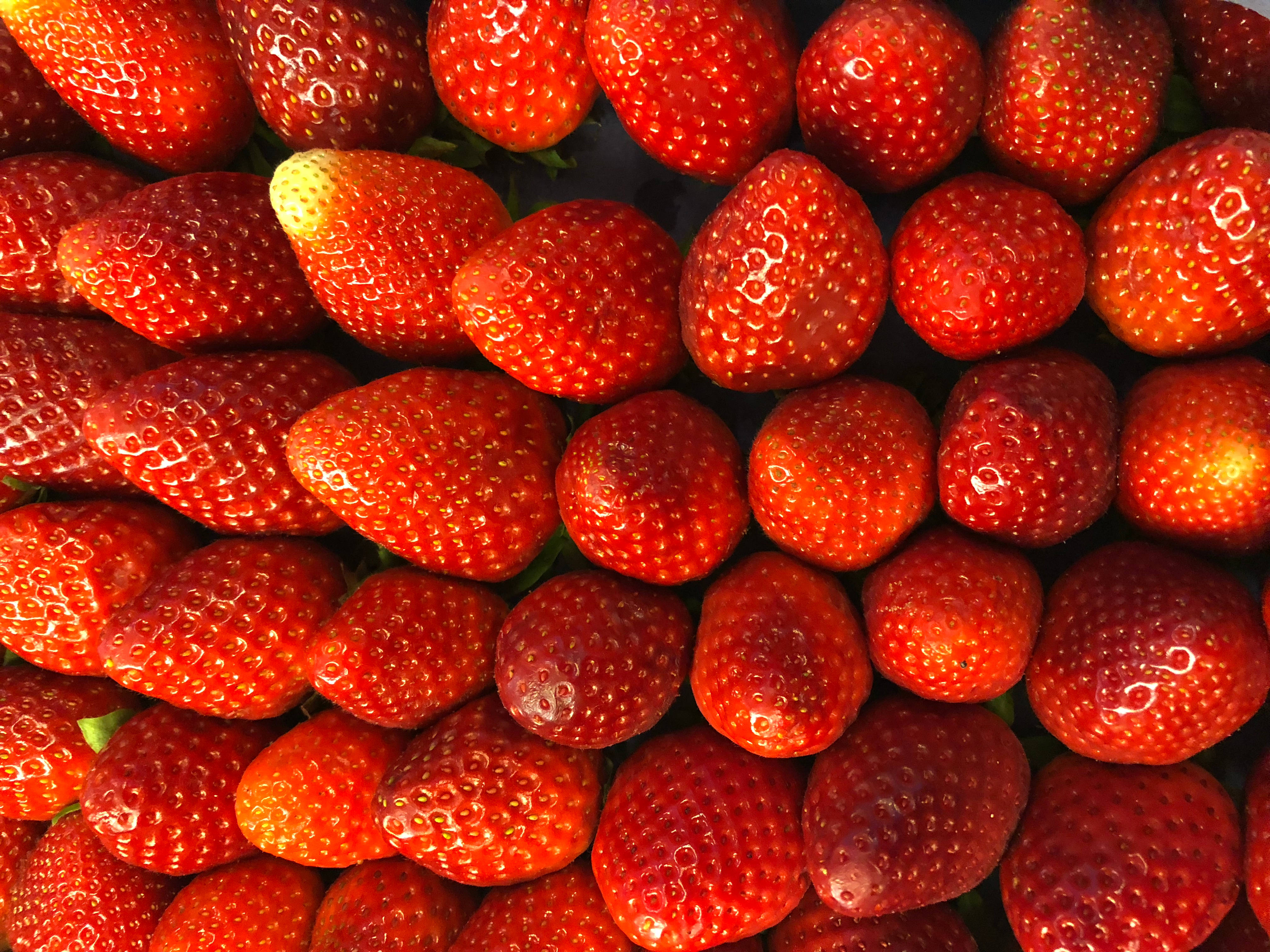Fruit 桌布 壁紙 — 特寫鏡頭：飽滿成熟的草莓在明亮光線下閃爍著露珠。