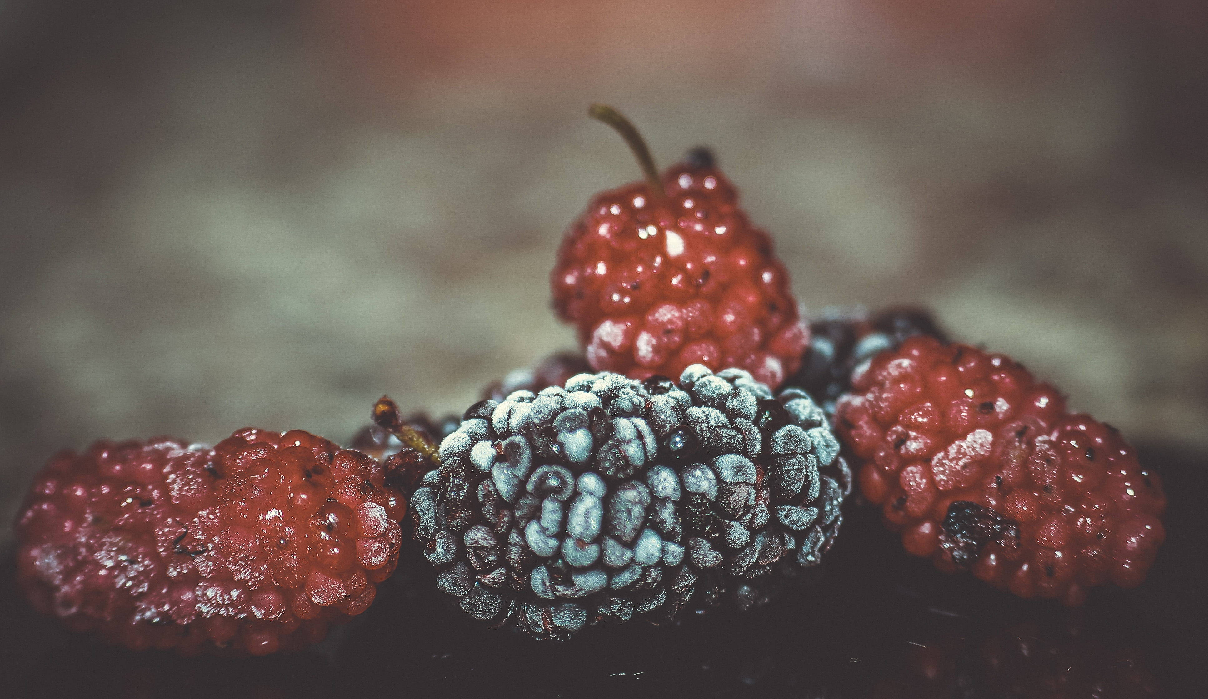Fruits 桌布 壁紙 — 特寫鏡頭：飽滿桑葚中，一顆結霜藍莓點綴在紅桑葚之間，背景為模糊的泥土色調。