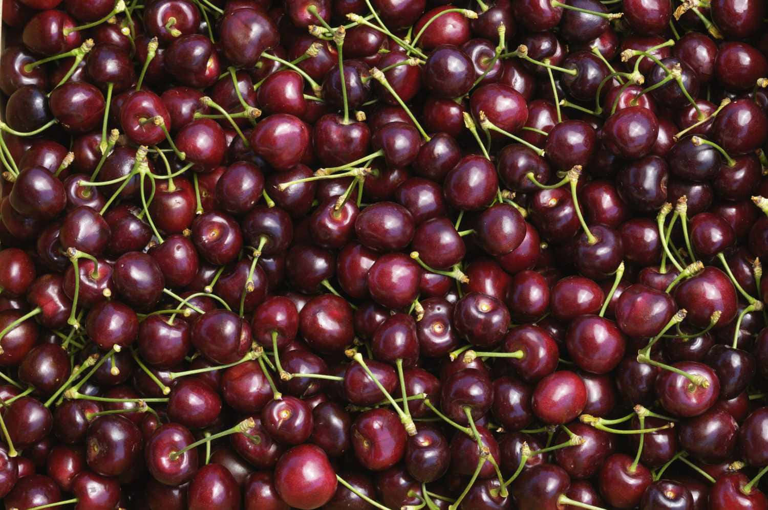 Red Cherries 桌布 壁紙 — 特寫鏡頭：飽滿的深紅色櫻桃，帶有綠色莖，在明亮光線下閃閃發光。