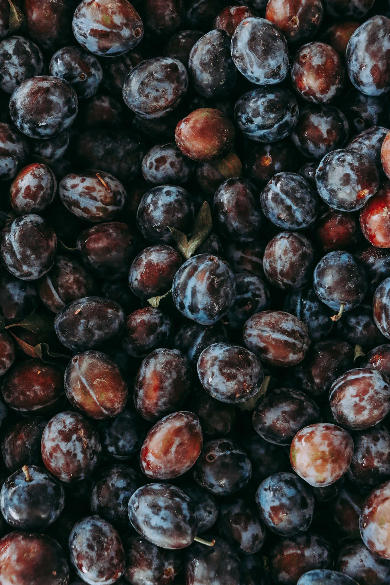 Fruits 桌布 壁紙 — 特寫鏡頭：飽滿的深紫色李子，帶有灰藍色塵狀外皮和紅色調，散落著幾片綠葉。