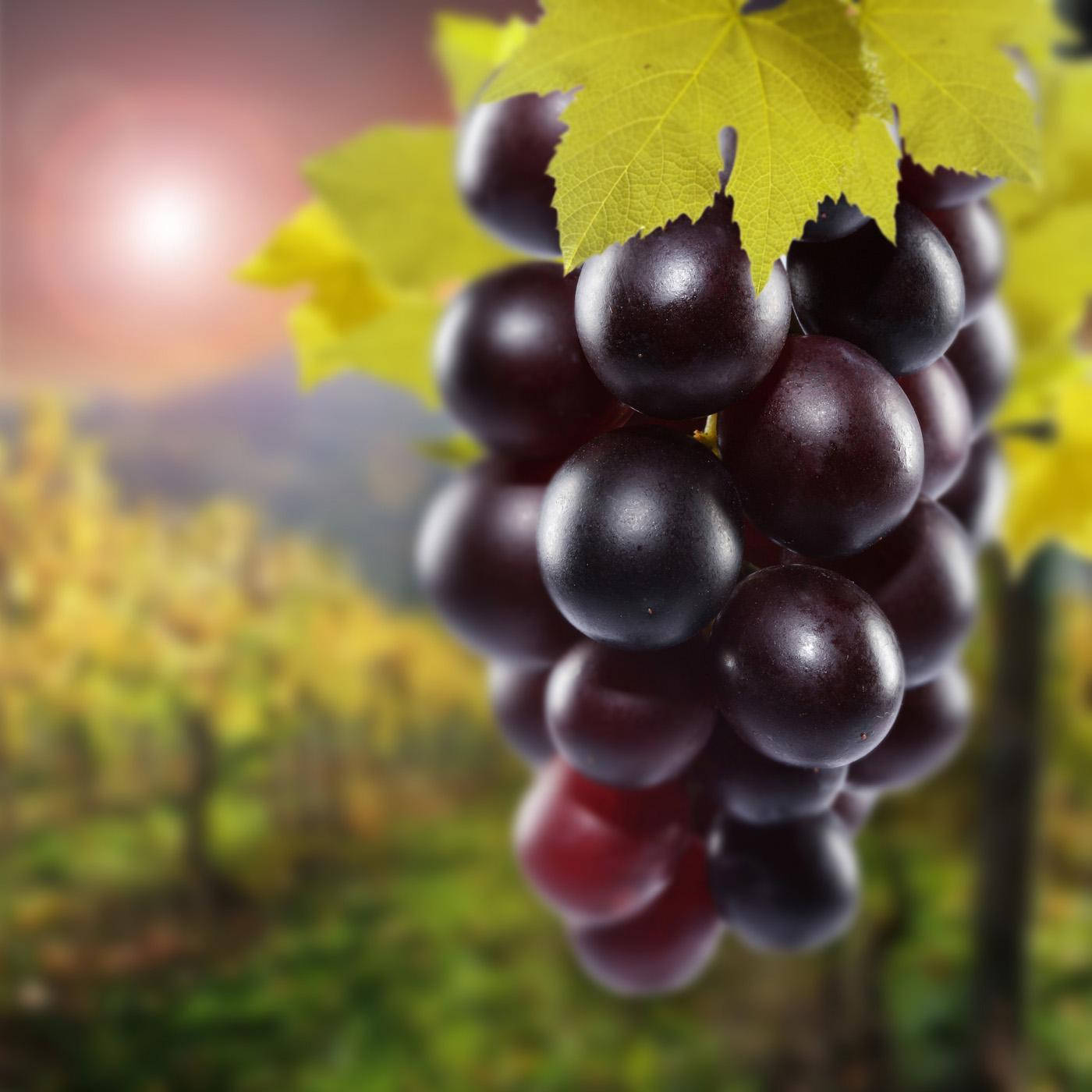 Fruits 桌布 壁紙 — 特寫鏡頭：飽滿的深紫色葡萄，襯以綠色葉子，背景是模糊的葡萄園日落景色。
