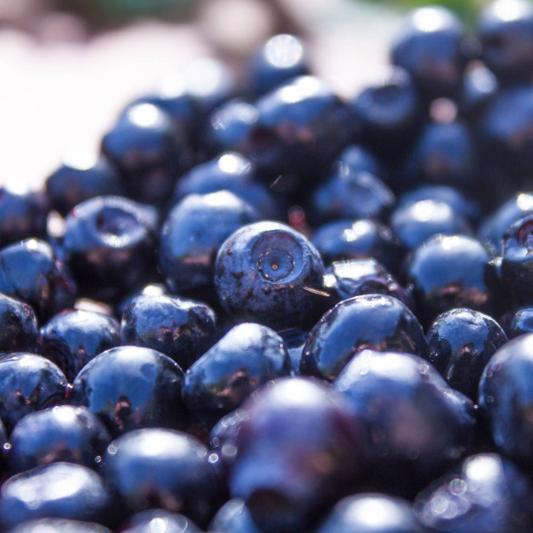 Fruit 桌布 壁紙 — 特寫鏡頭：飽滿的藍莓沾滿露珠，在明亮的陽光下閃閃發光，景深較淺。