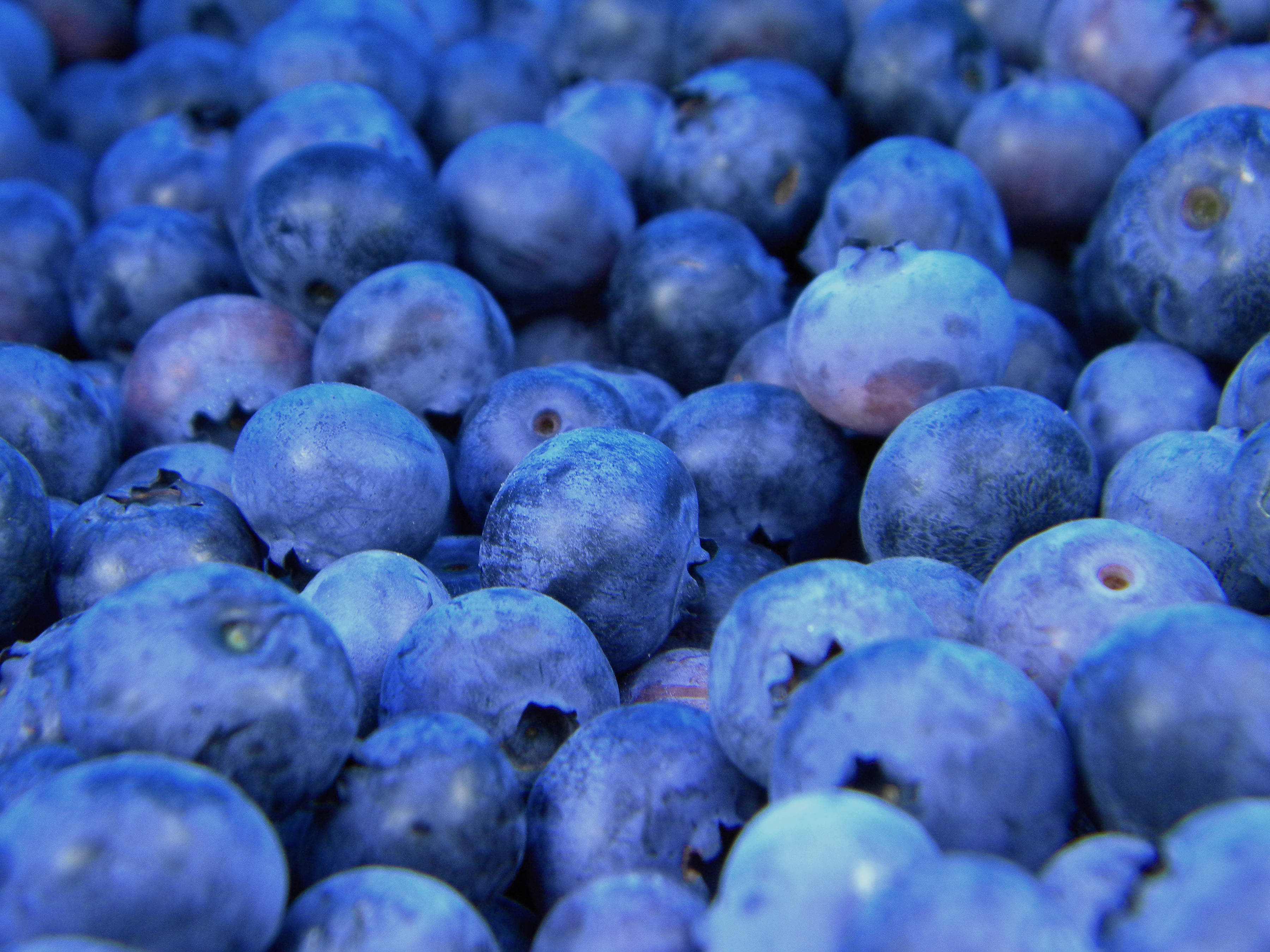 Fruit 桌布 壁紙 — 特寫鏡頭：飽滿藍莓在柔和光線下閃爍著天然露珠。