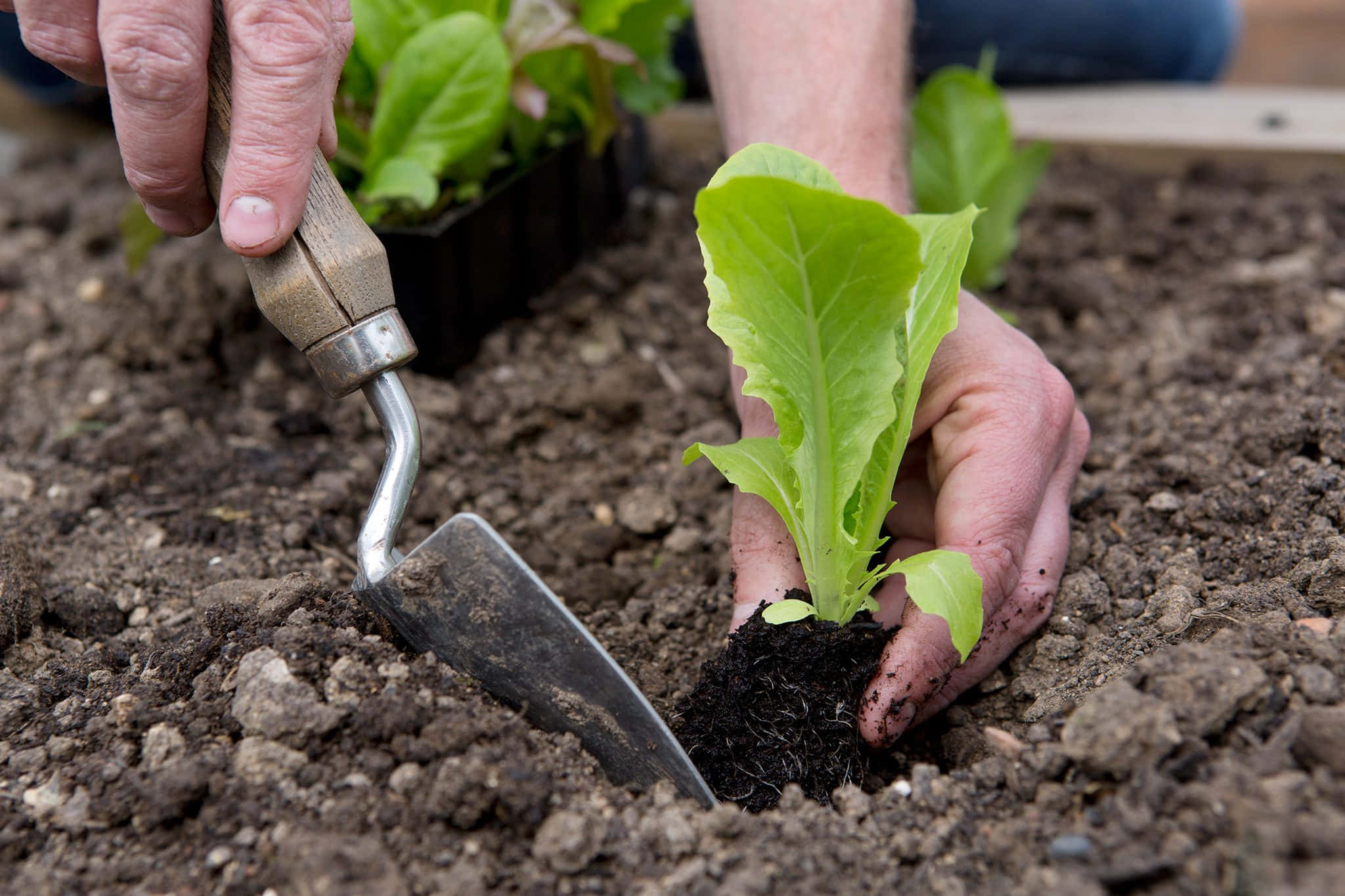 Gardening 桌布 壁紙 — 特寫鏡頭：飽經風霜的雙手用小泥鏟將鮮綠色的生菜幼苗種植在肥沃的深色土壤中。