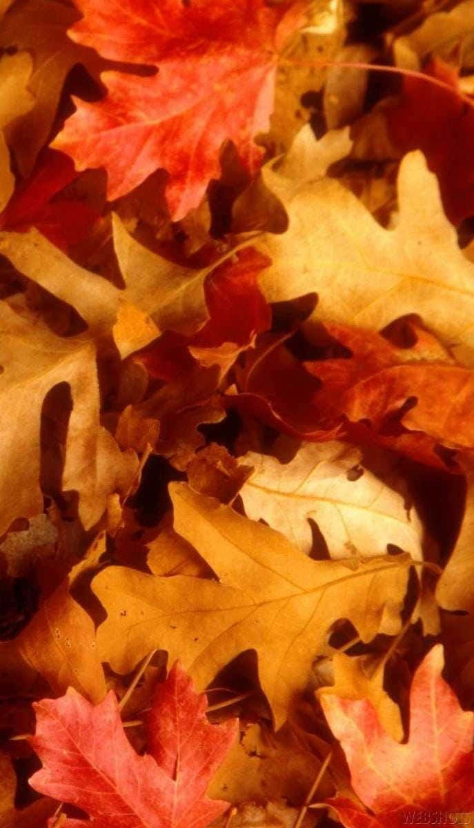 自然 桌布 壁紙 — 特寫鏡頭，鮮紅和金黃色的橡樹葉散落在溫暖的秋季堆中。