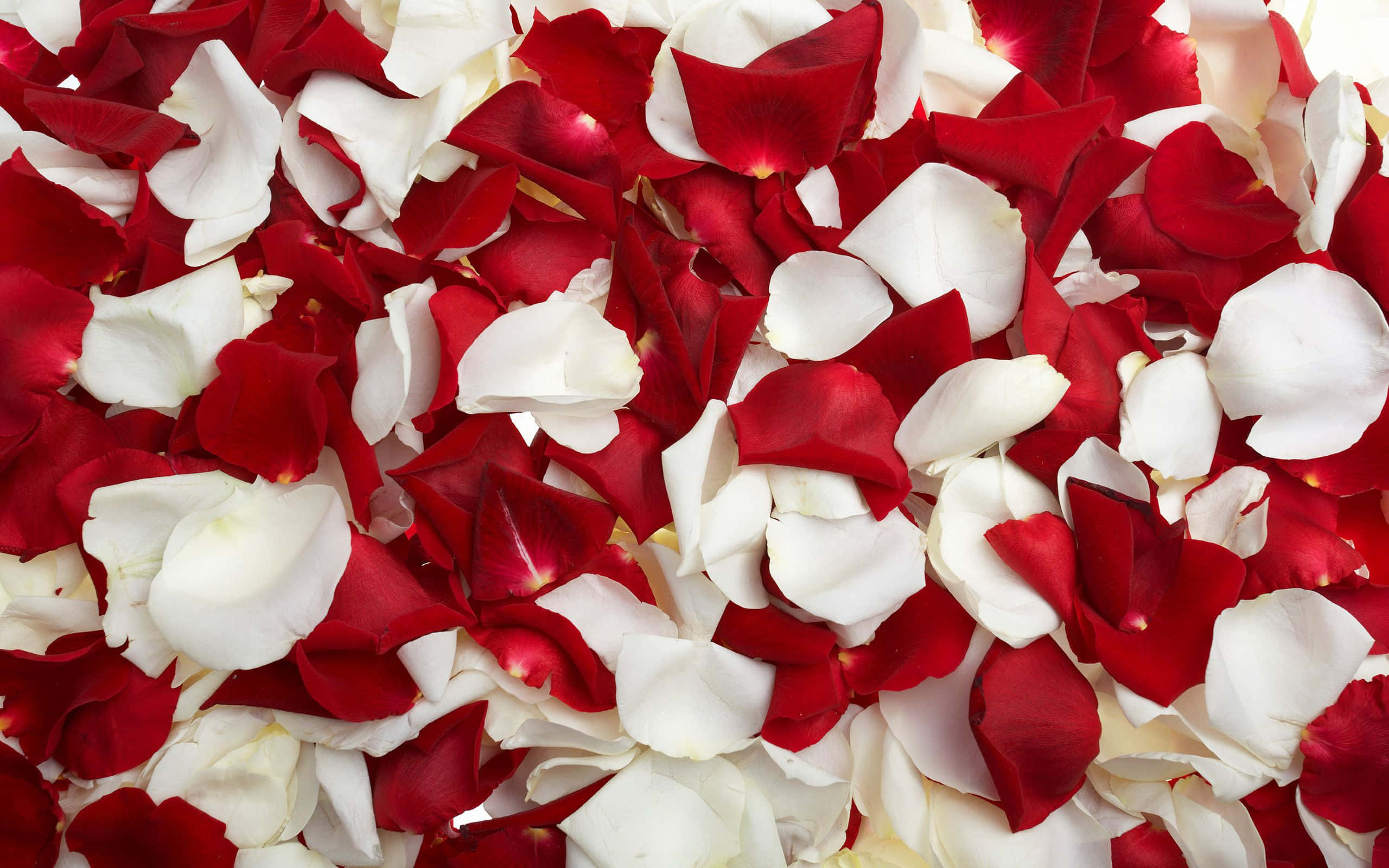 Roses 桌布 壁紙 — 特寫鏡頭，鮮紅色和純白色的玫瑰花瓣以柔和浪漫的瀑布狀散落。