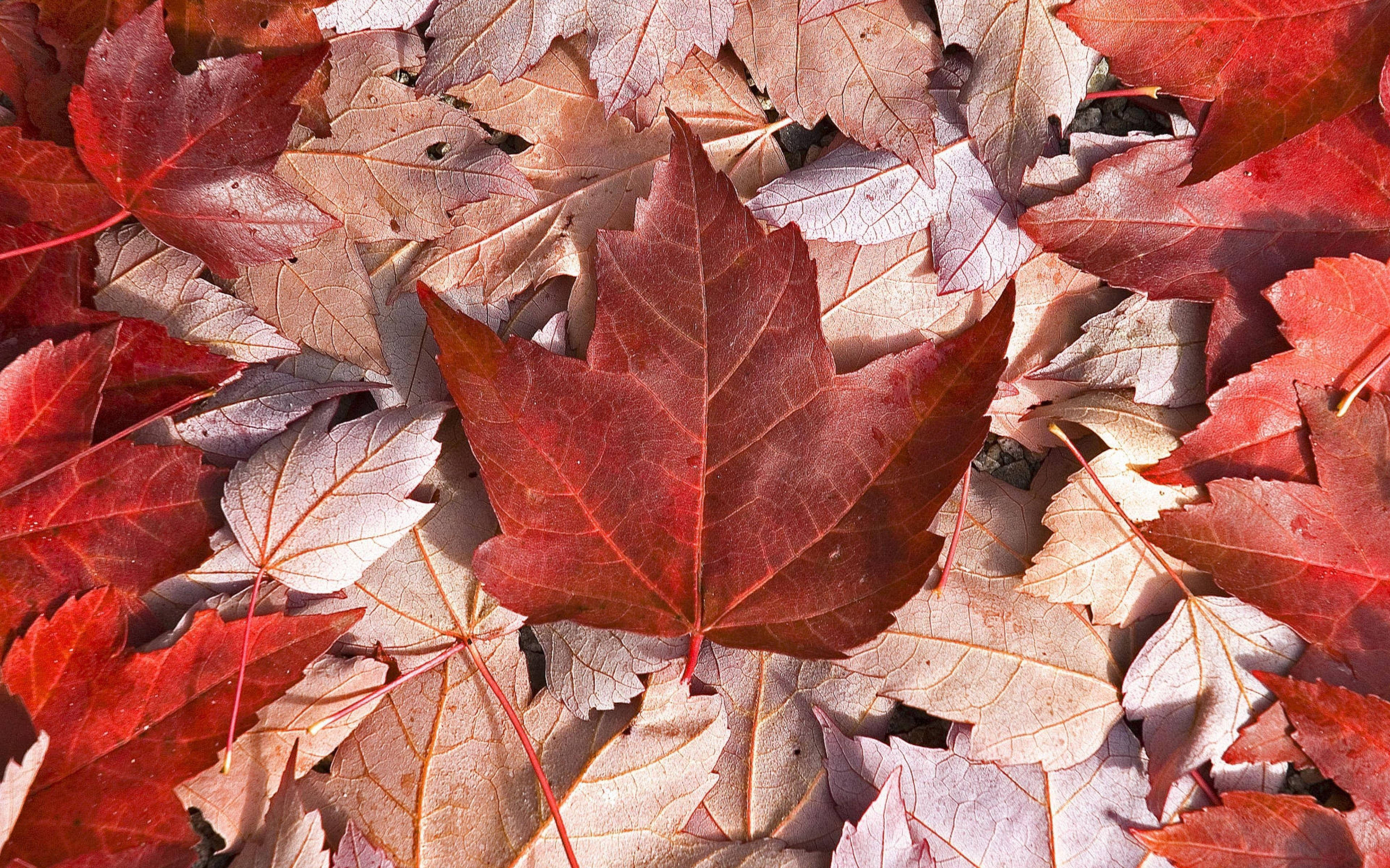 Canada Flag 桌布 壁紙 — 特寫鏡頭：鮮紅色楓葉散落在淡棕色落葉中，沐浴在明亮的陽光下。