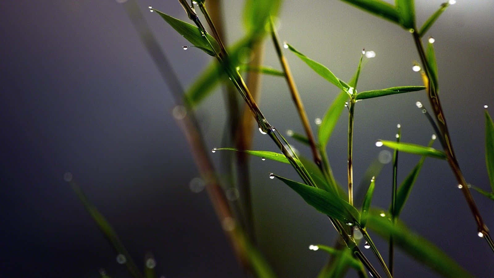 Bamboo 桌布 壁紙 — 特寫鏡頭，鮮綠的草葉上閃爍著露珠，背景柔和模糊。