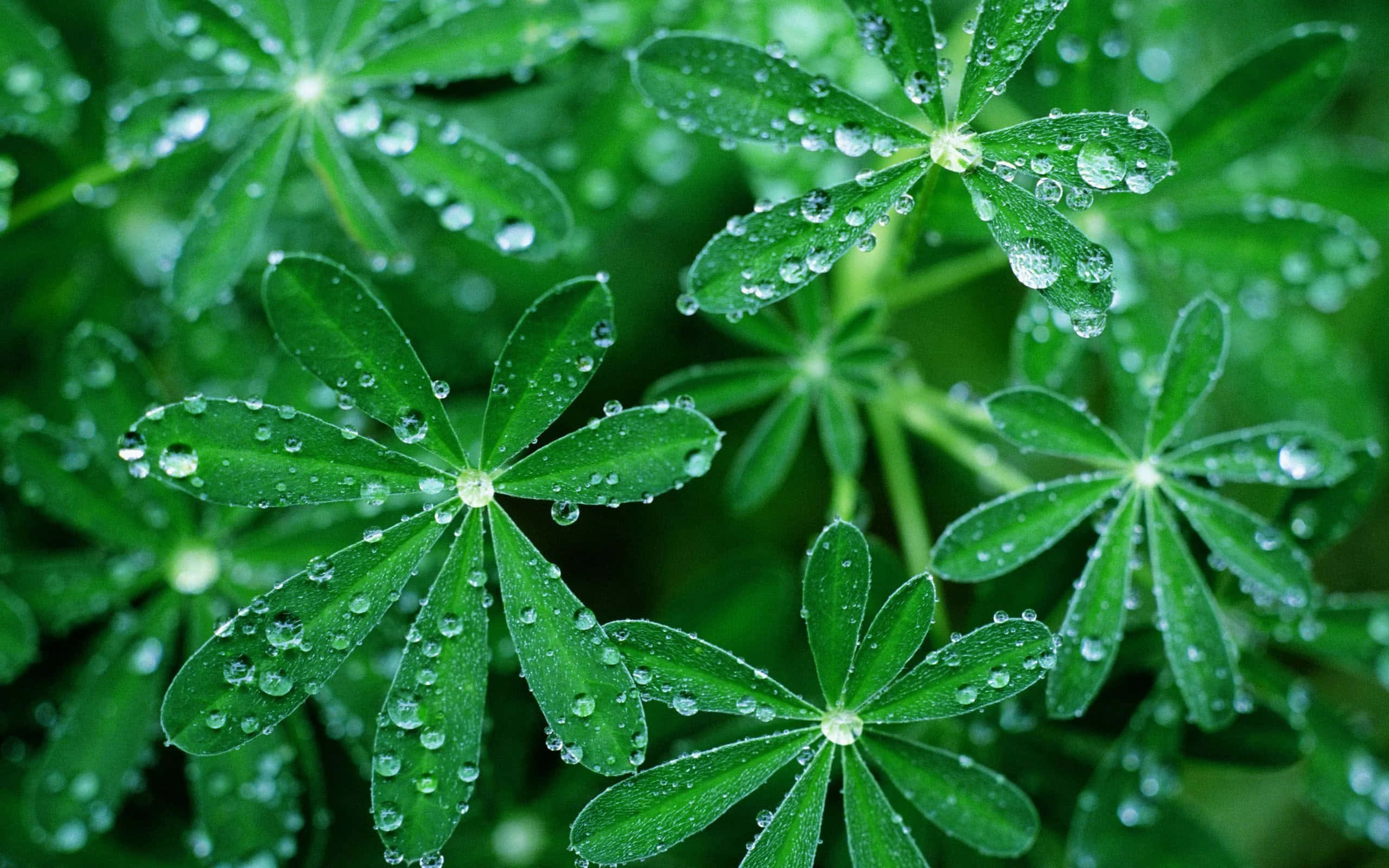 plants 桌布 壁紙 — 特寫鏡頭：鮮綠色三葉草葉片在柔和自然光下閃爍著清新的露珠。