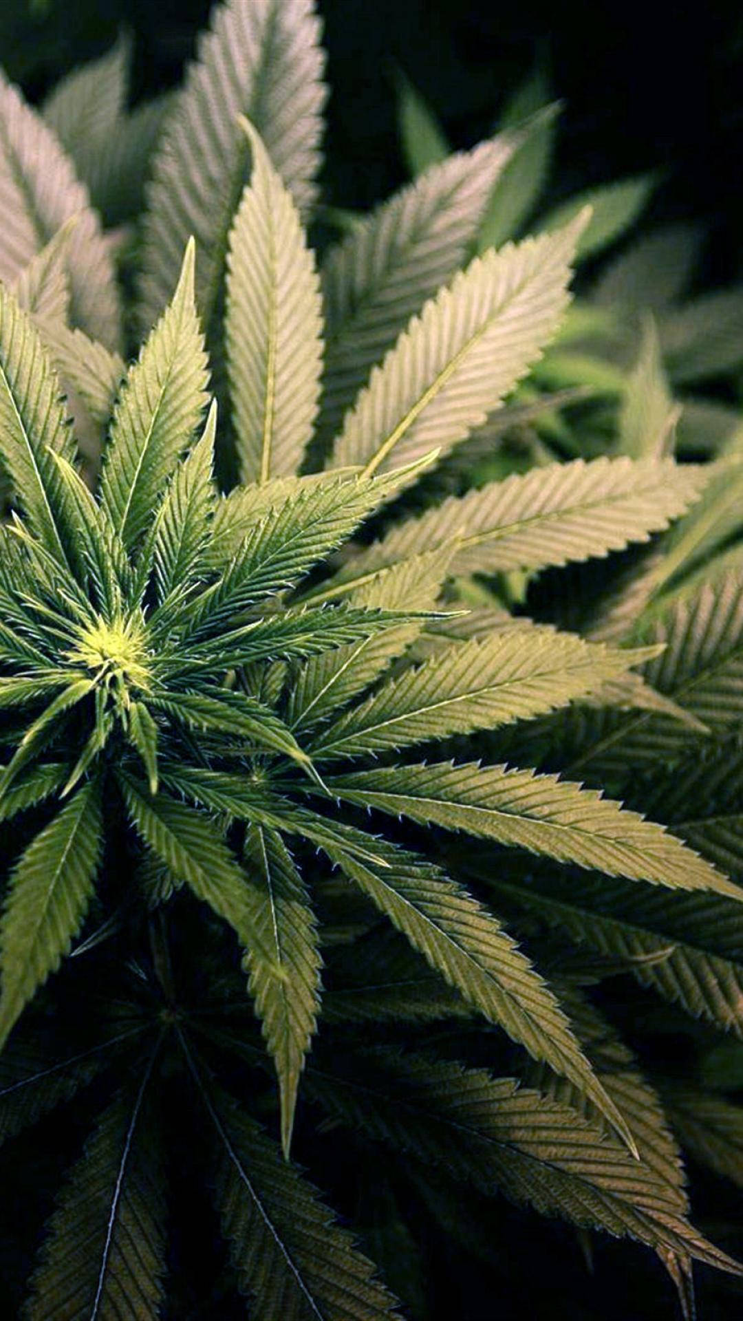 大麻 桌布 壁紙 — 特寫鏡頭：鮮綠色大麻植物，鋸齒狀葉片在柔和光線下發光，襯以深色背景。