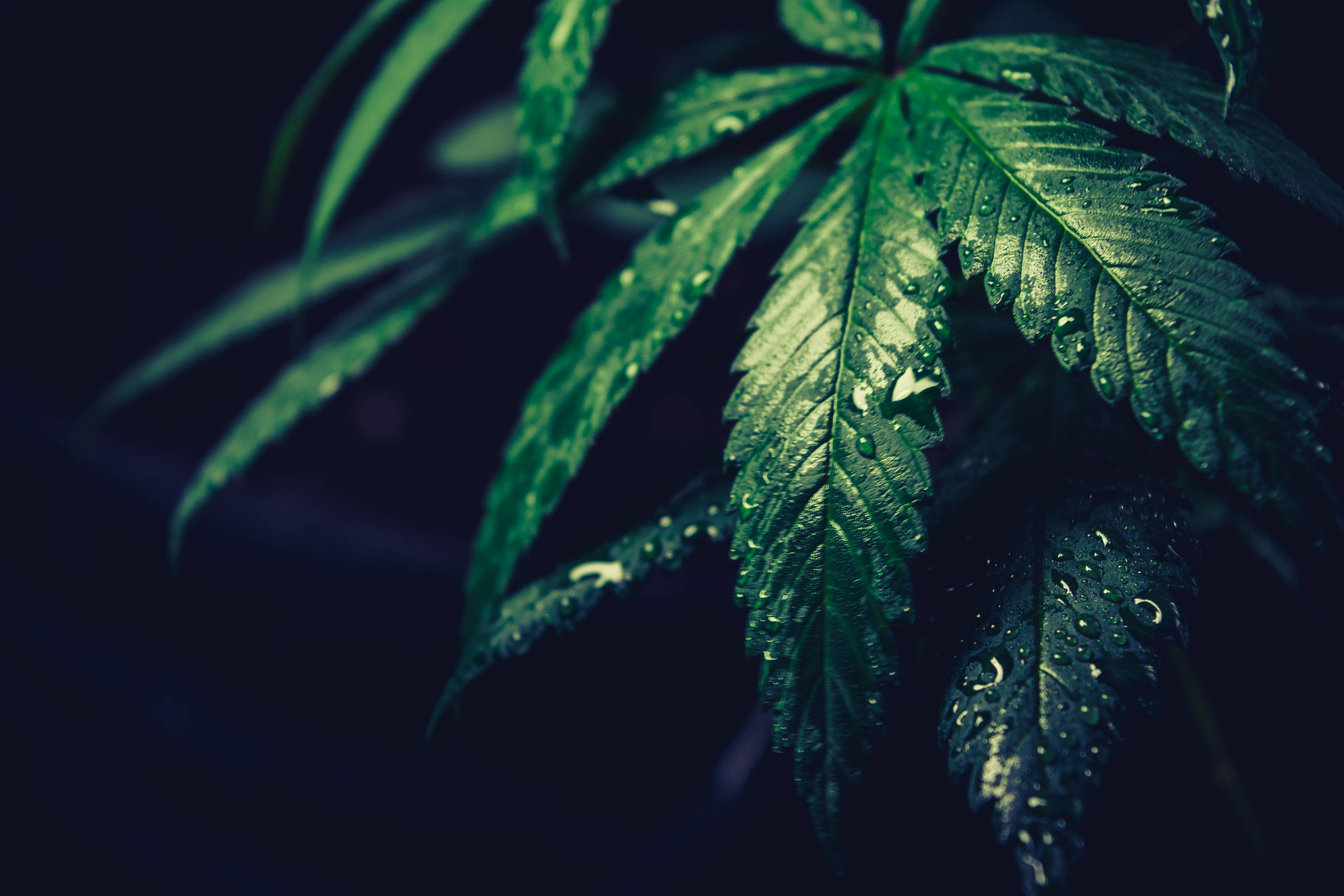 大麻 桌布 壁紙 — 特寫鏡頭：鮮綠色大麻葉在黑暗模糊背景下閃爍著露珠。
