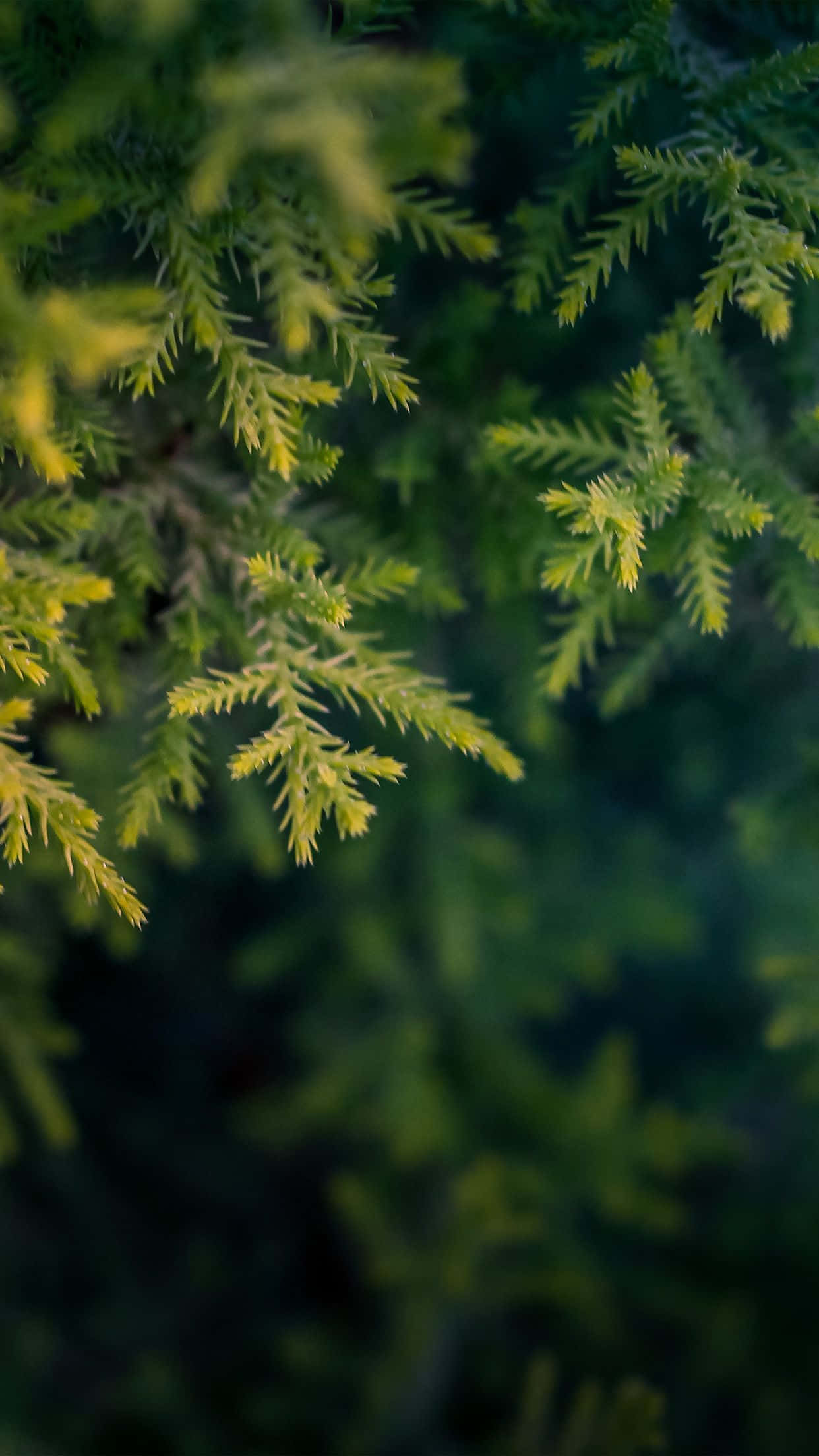 Green Nature iPhone 桌布 壁紙 — 特寫鏡頭：鮮綠色松針，帶有柔和黃色亮點，背景為模糊的森林。