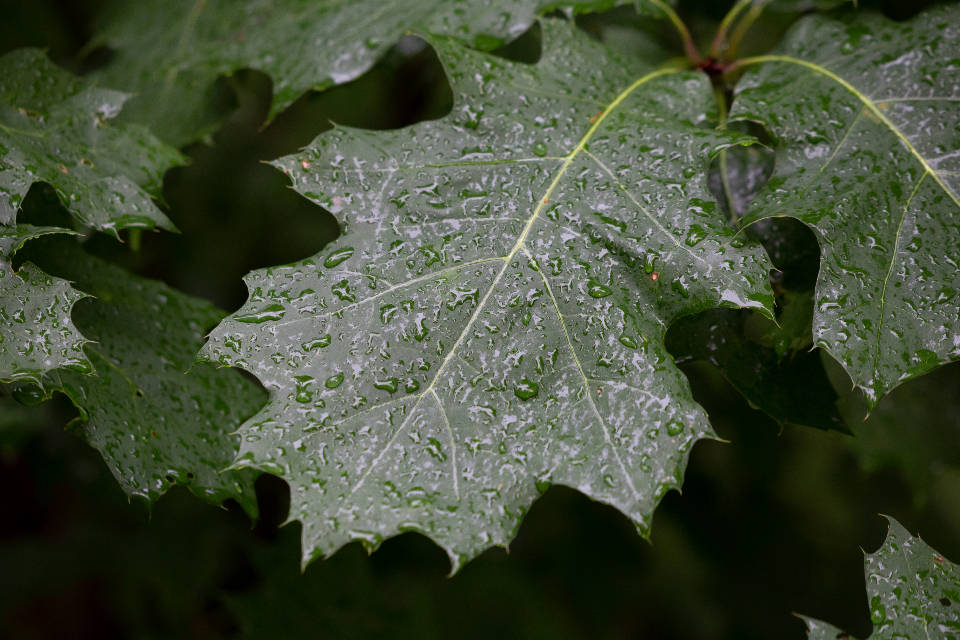 Droplets 桌布 壁紙 — 特寫鏡頭：鮮綠色橡樹葉上閃爍著雨滴，背景是黑暗模糊的森林。