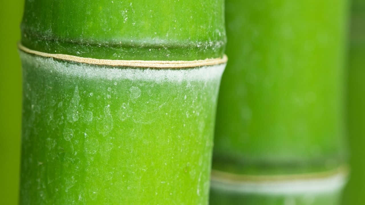720p Bamboo 桌布 壁紙 — 特寫鏡頭：鮮綠色竹莖，表面有露珠閃爍，紋理清晰，背景柔和模糊。
