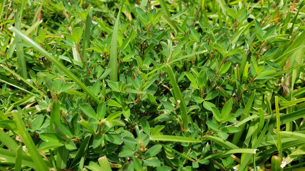  壁紙 — 特寫鏡頭：鮮綠色草葉和三葉草葉在明亮陽光下密集生長。