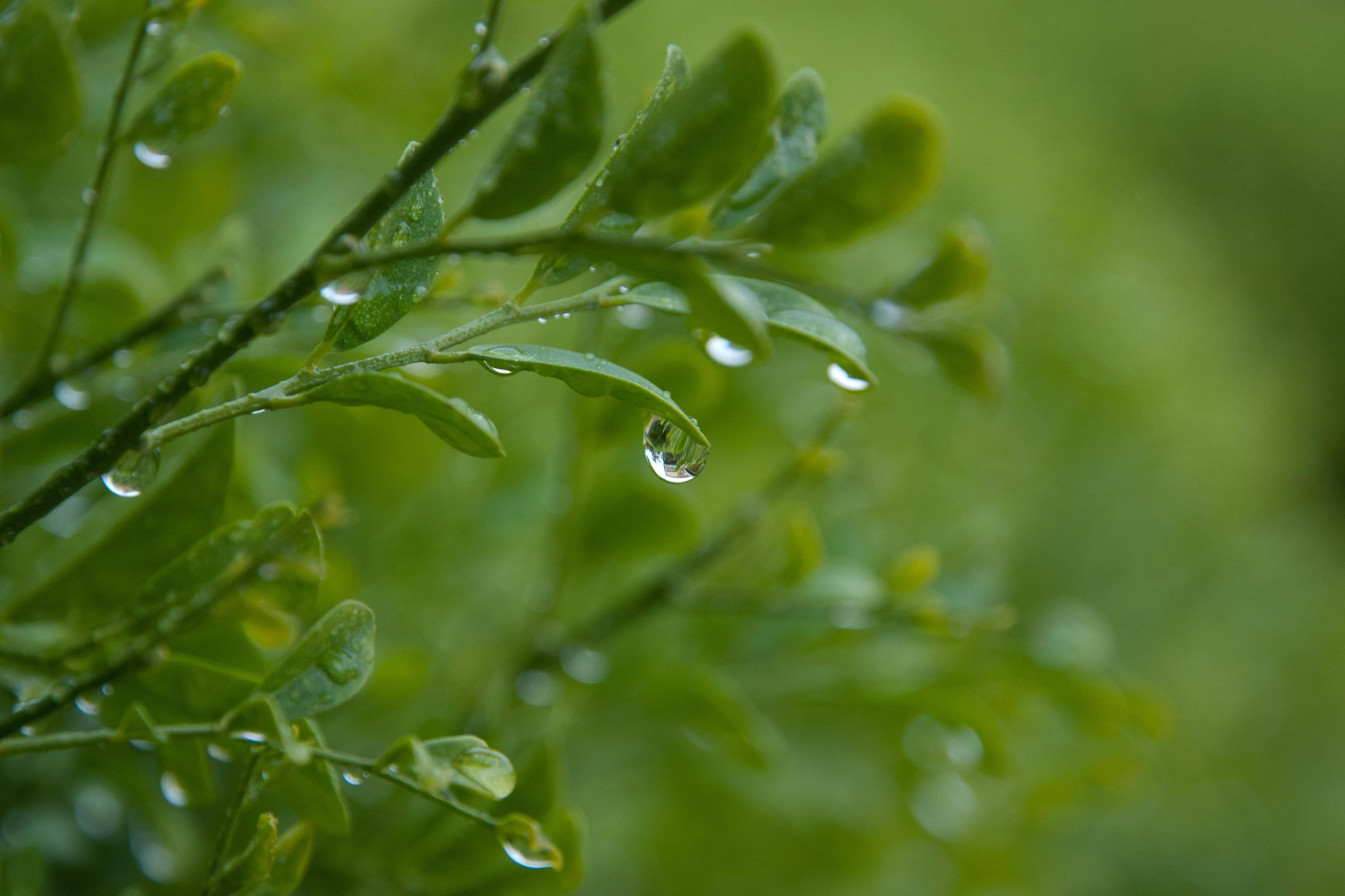 Plant Aesthetic 桌布 壁紙 — 特寫鏡頭：鮮綠葉片上閃爍著清新雨滴，背景柔和模糊的自然風光。