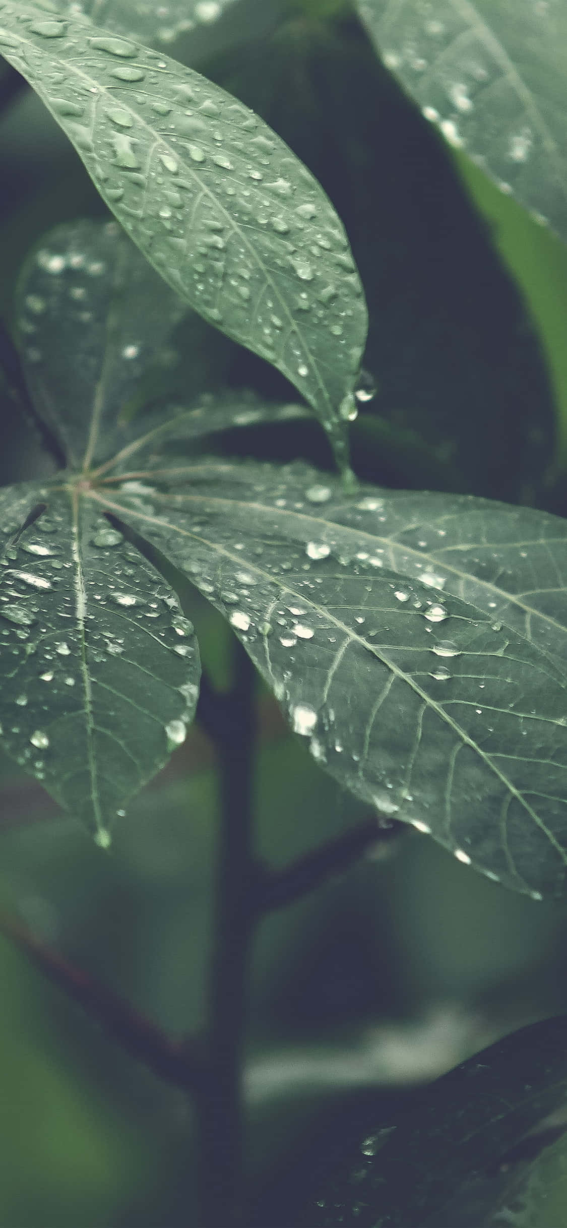 iPhone X Nature 桌布 壁紙 — 特寫鏡頭：鮮綠葉片在柔和模糊的森林背景下閃爍著清新的雨滴。