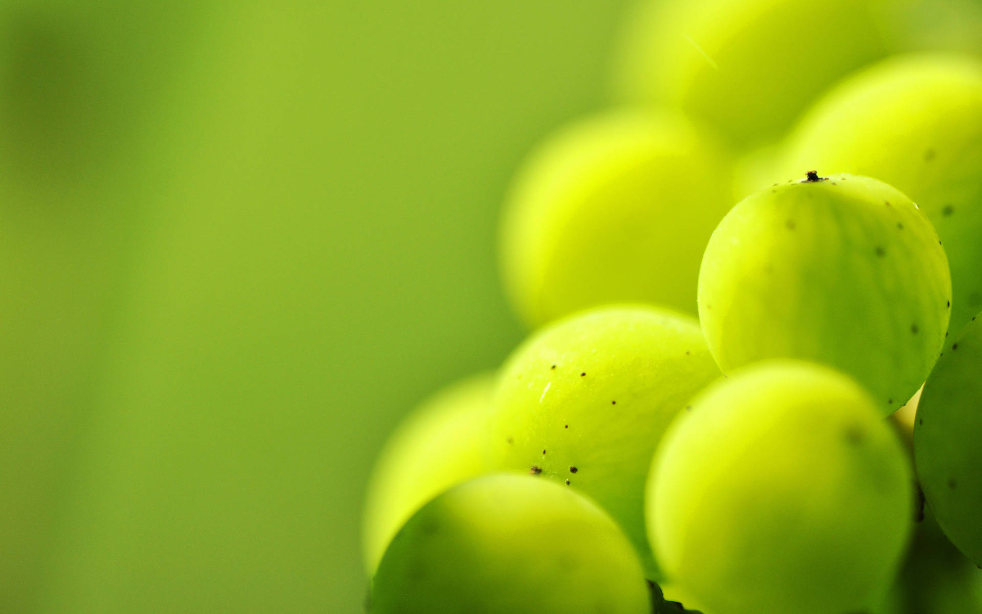 Grape 桌布 壁紙 — 特寫鏡頭，鮮綠葡萄閃爍露珠，襯以柔和模糊的綠色背景。