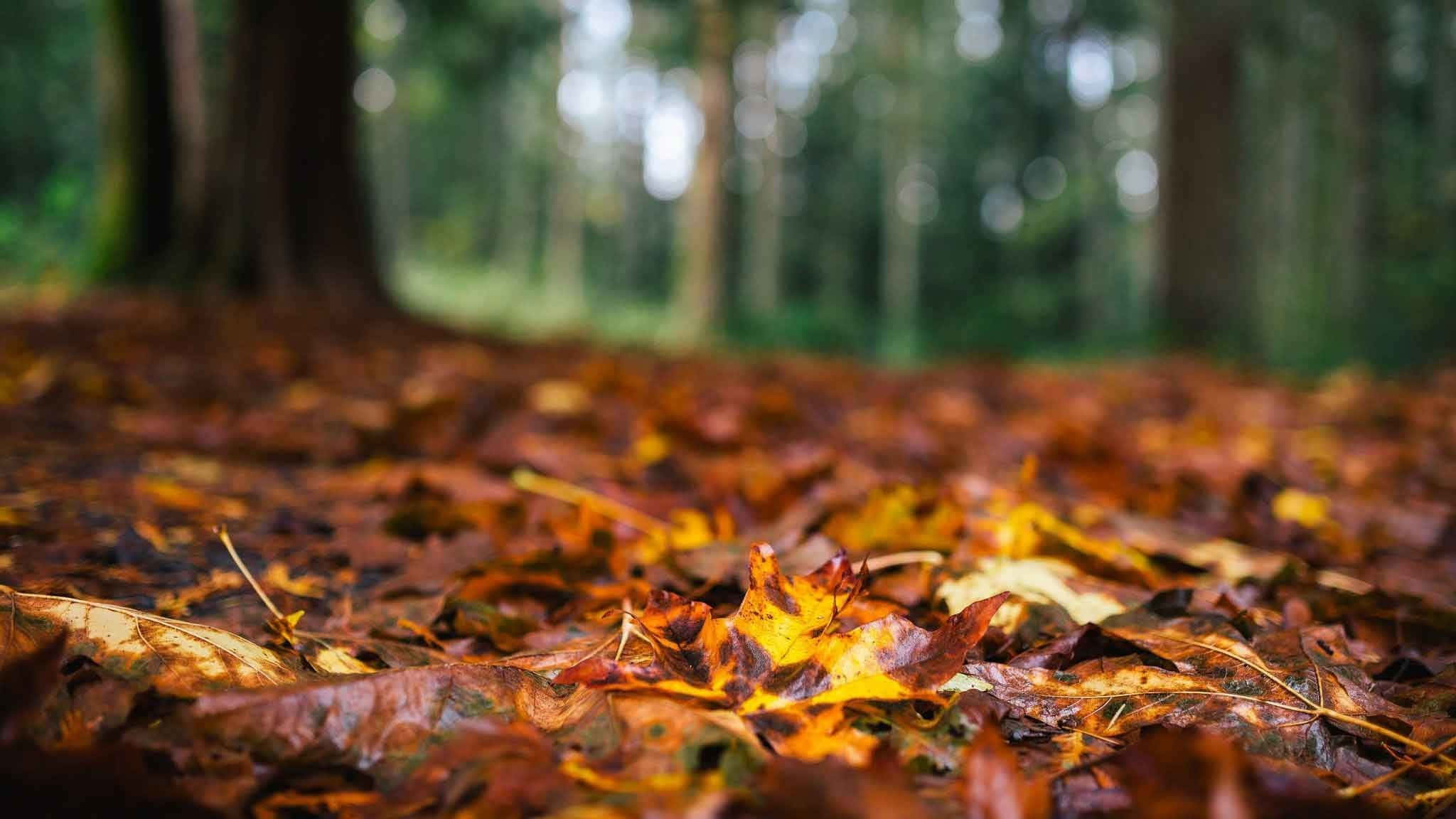 Tumblr Autumn Desktop 桌布 壁紙 — 特寫鏡頭，鮮豔的橙色和棕色秋葉鋪滿森林地面，背景是模糊的樹幹。