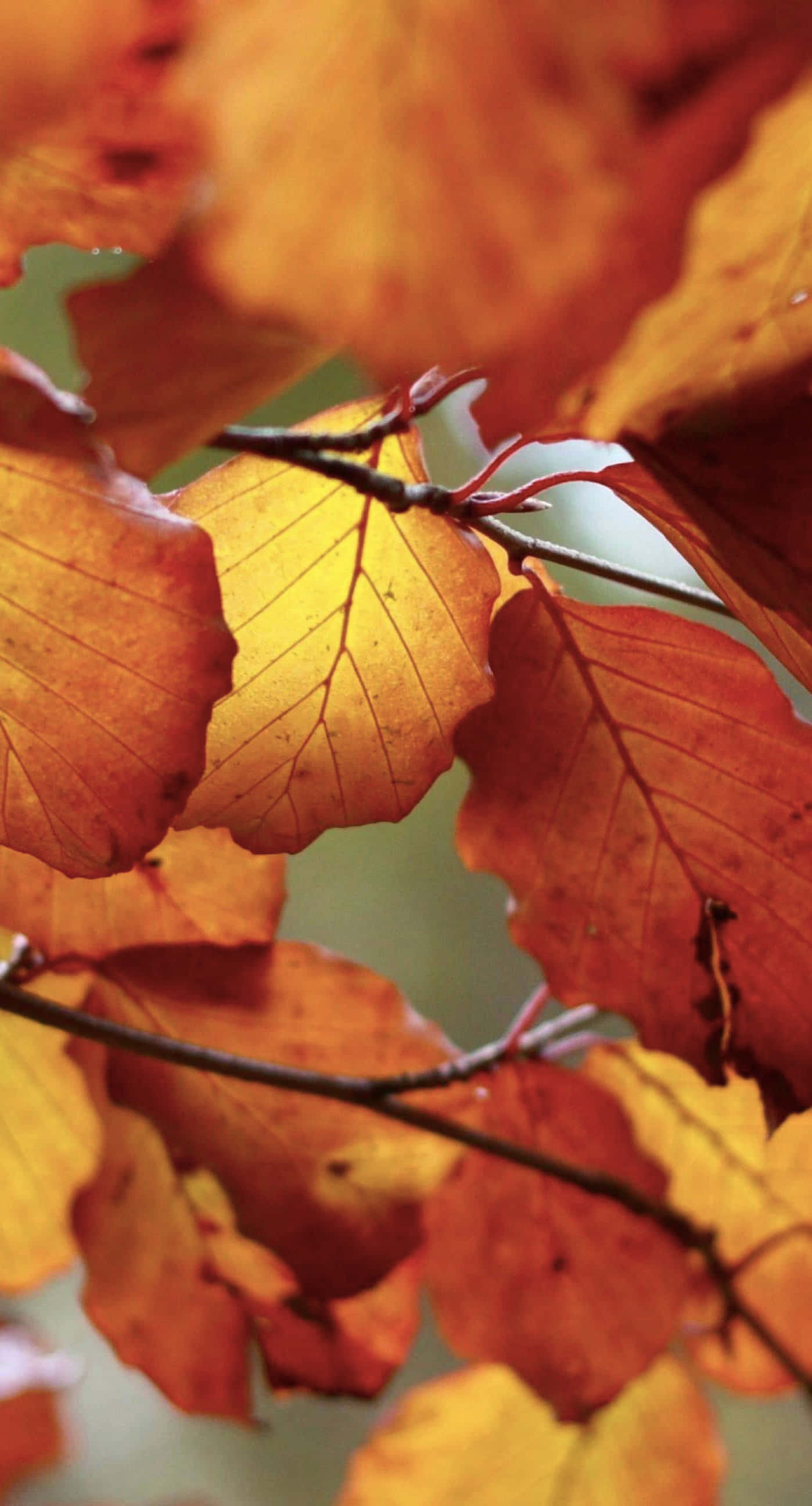 Fall Leaves iPhone 桌布 壁紙 — 特寫鏡頭，鮮豔的橙色和黃色秋葉在柔和綠色背景下逆光閃耀。